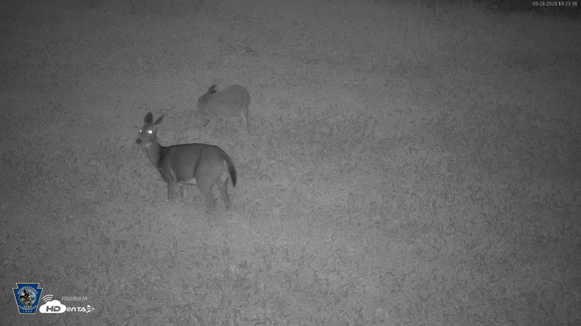 Snapshot of Pennsylvania Elk Live Webcam taken Sep 28, 2026, 7:24pm EDT