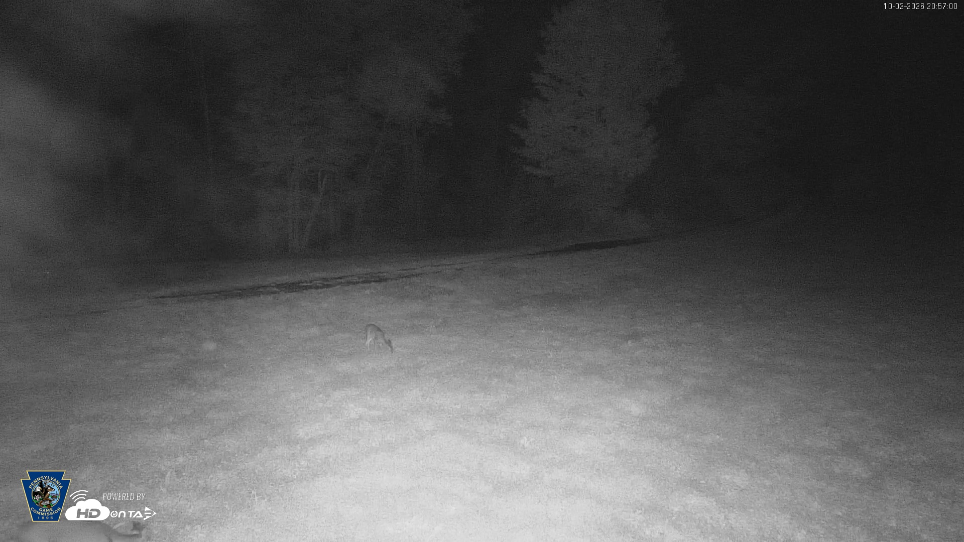 Snapshot of Pennsylvania Elk Live Webcam taken Oct 2, 2026, 8:57pm EDT