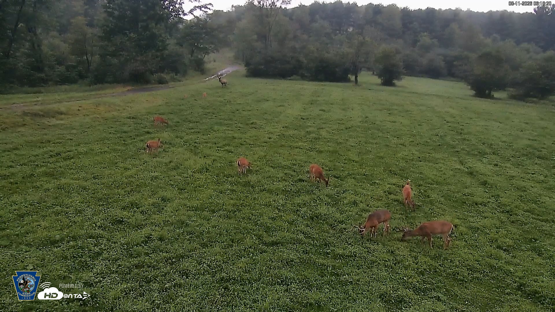 Snapshot of Pennsylvania Elk Live Webcam taken Aug 11, 2026, 6:19am EDT
