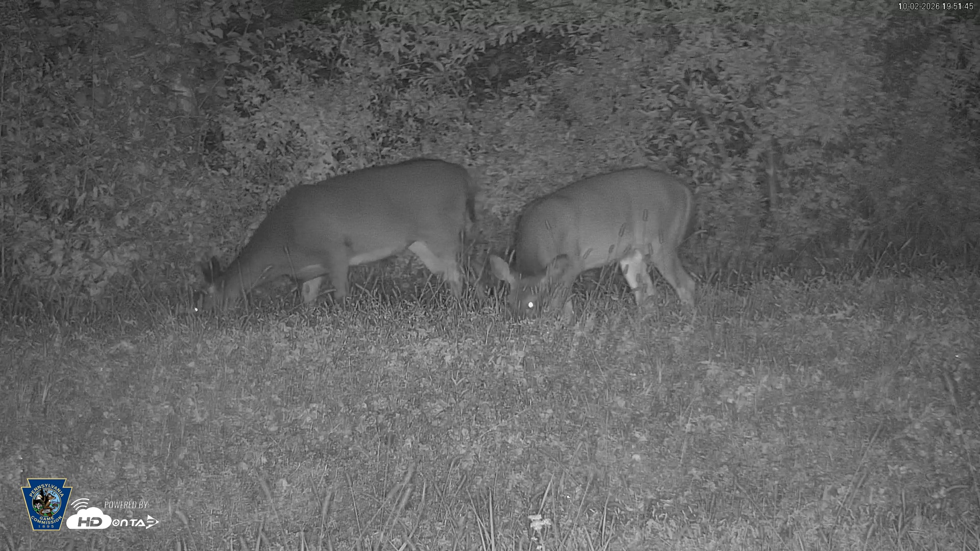 Snapshot of Pennsylvania Elk Live Webcam taken Oct 2, 2026, 7:52pm EDT