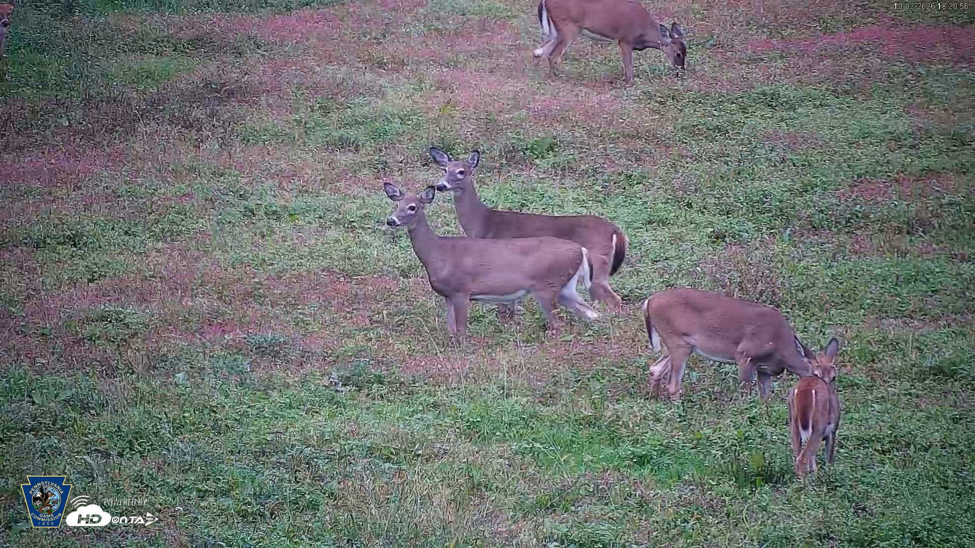Snapshot of Pennsylvania Elk Live Webcam taken Oct 2, 2026, 6:21pm EDT