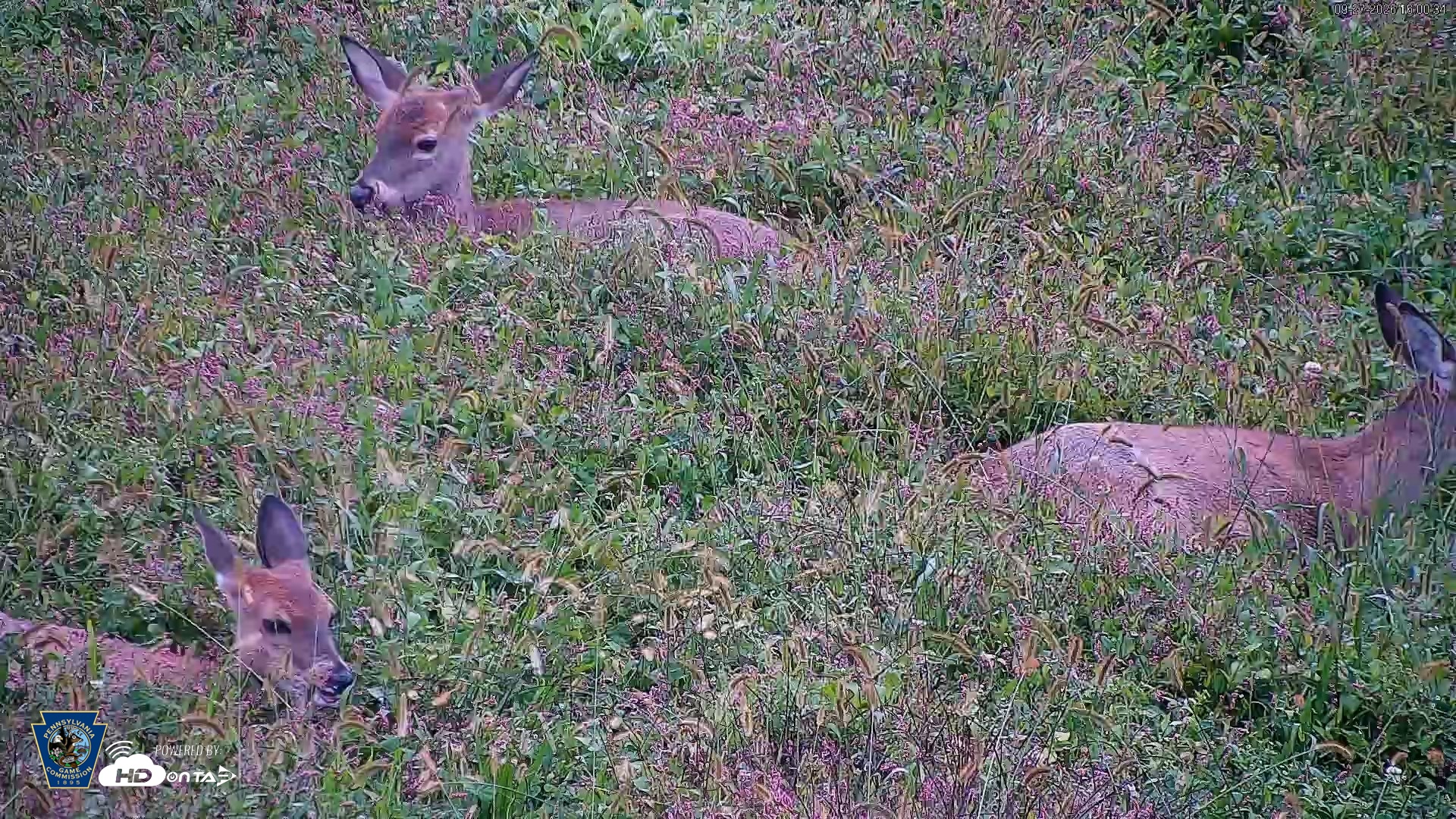 Snapshot of Pennsylvania Elk Live Webcam taken Sep 27, 2026, 4:01pm EDT