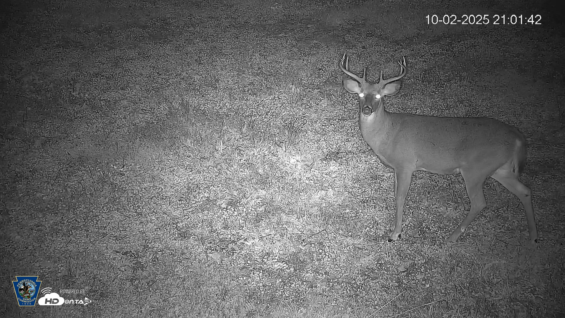 Snapshot of Pennsylvania Elk Live Webcam taken Oct 2, 2025, 9:02pm EDT