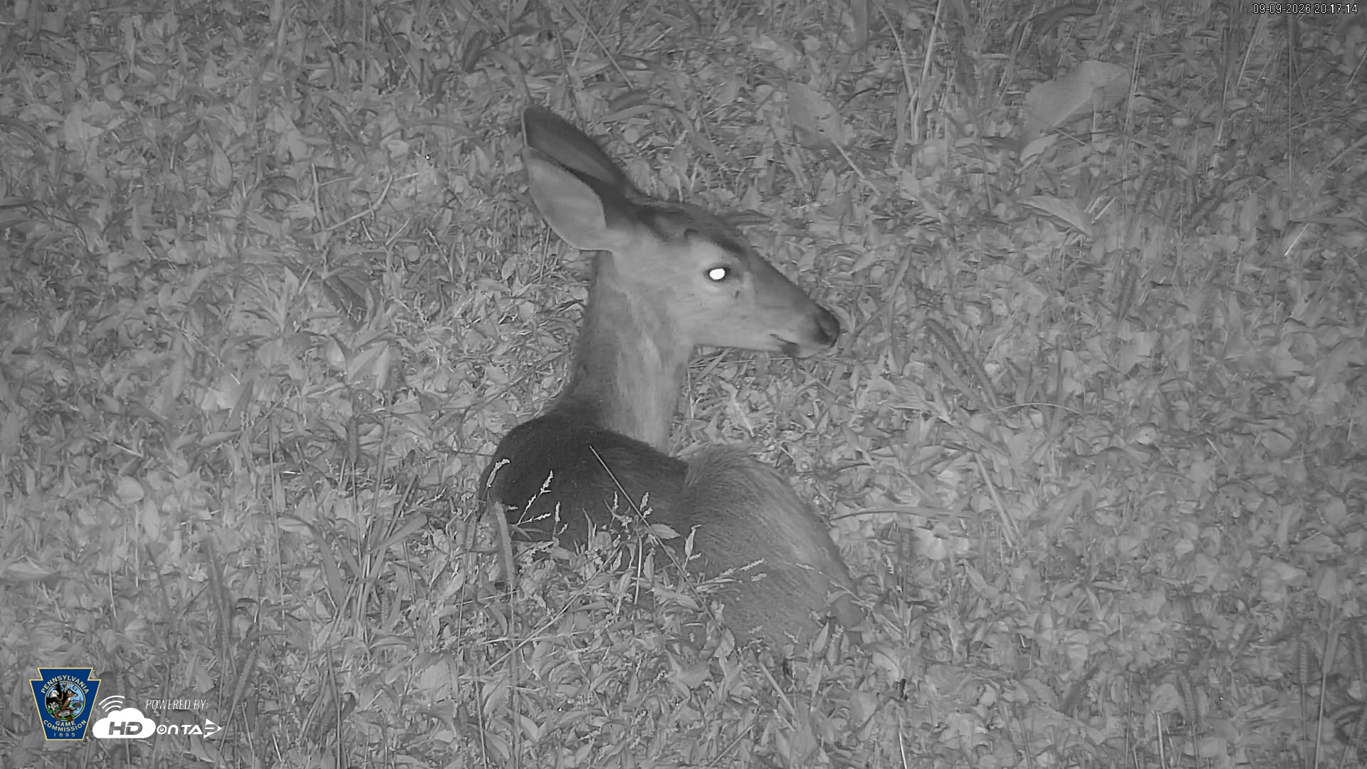 Snapshot of Pennsylvania Elk Live Webcam taken Sep 9, 2026, 8:18pm EDT