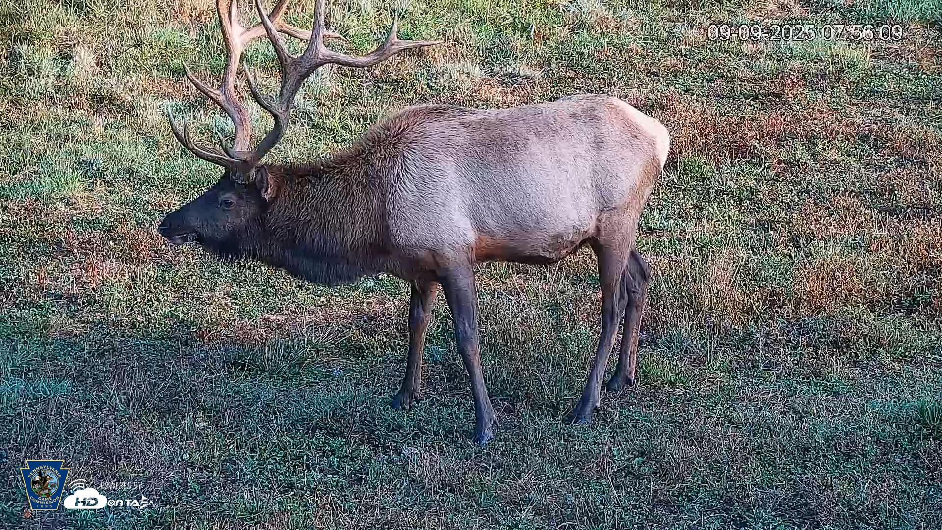 Snapshot of Pennsylvania Elk Live Webcam taken Sep 9, 2025, 7:56am EDT