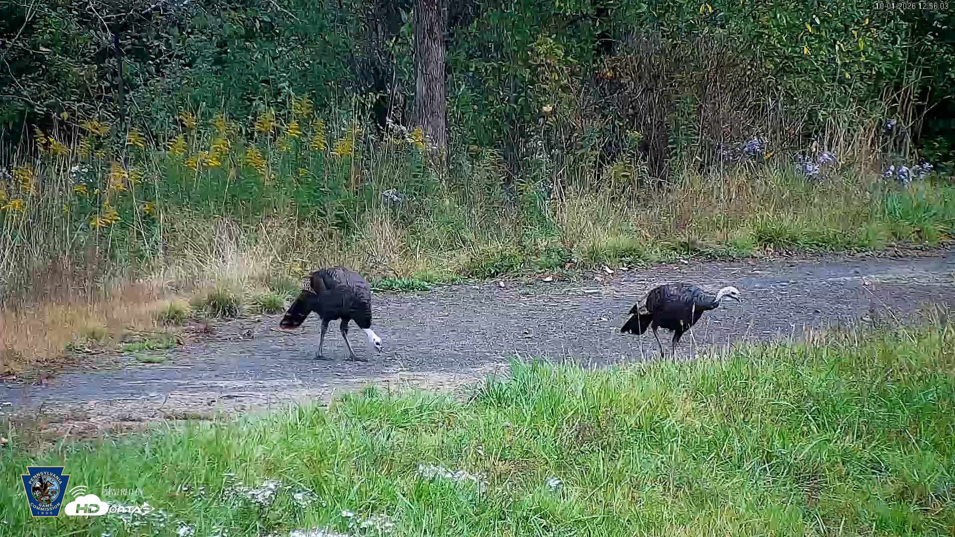 Snapshot of Pennsylvania Elk Live Webcam taken Oct 1, 2026, 12:56pm EDT