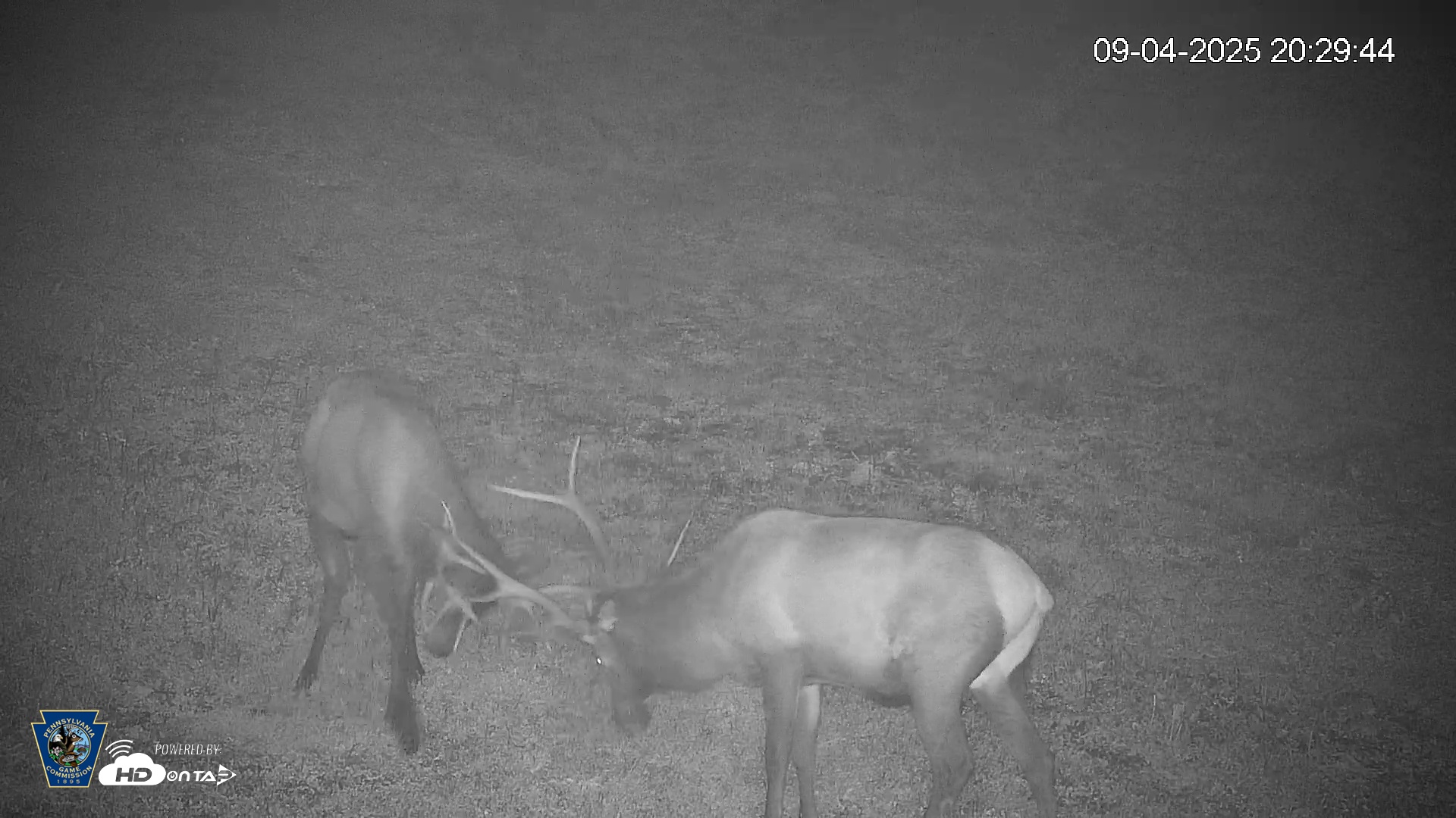 Snapshot of Pennsylvania Elk Live Webcam taken Sep 4, 2025, 8:32pm EDT
