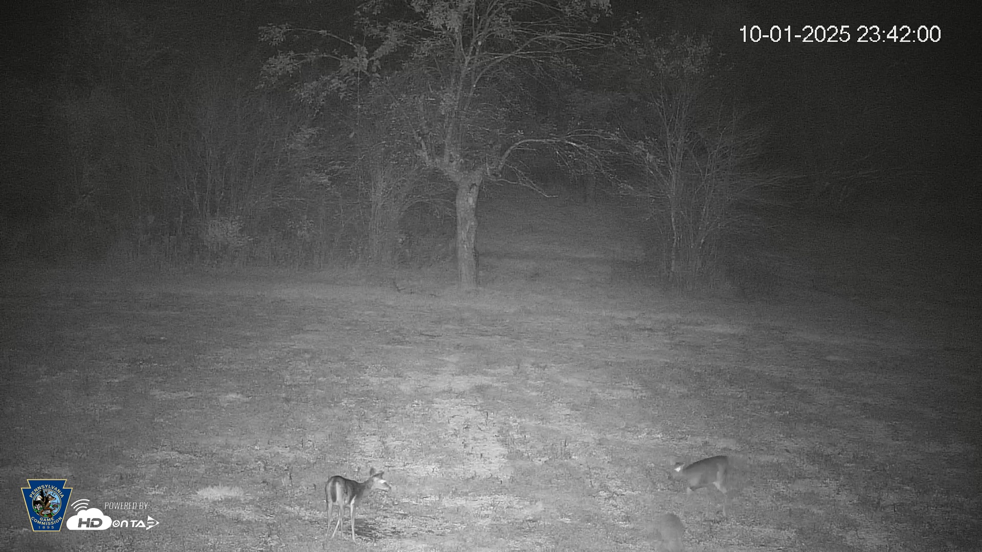 Snapshot of Pennsylvania Elk Live Webcam taken Oct 1, 2025, 11:42pm EDT