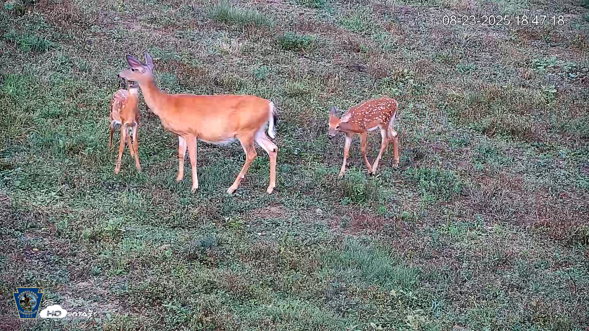Snapshot of Pennsylvania Elk Live Webcam taken Aug 23, 2025, 6:48pm EDT
