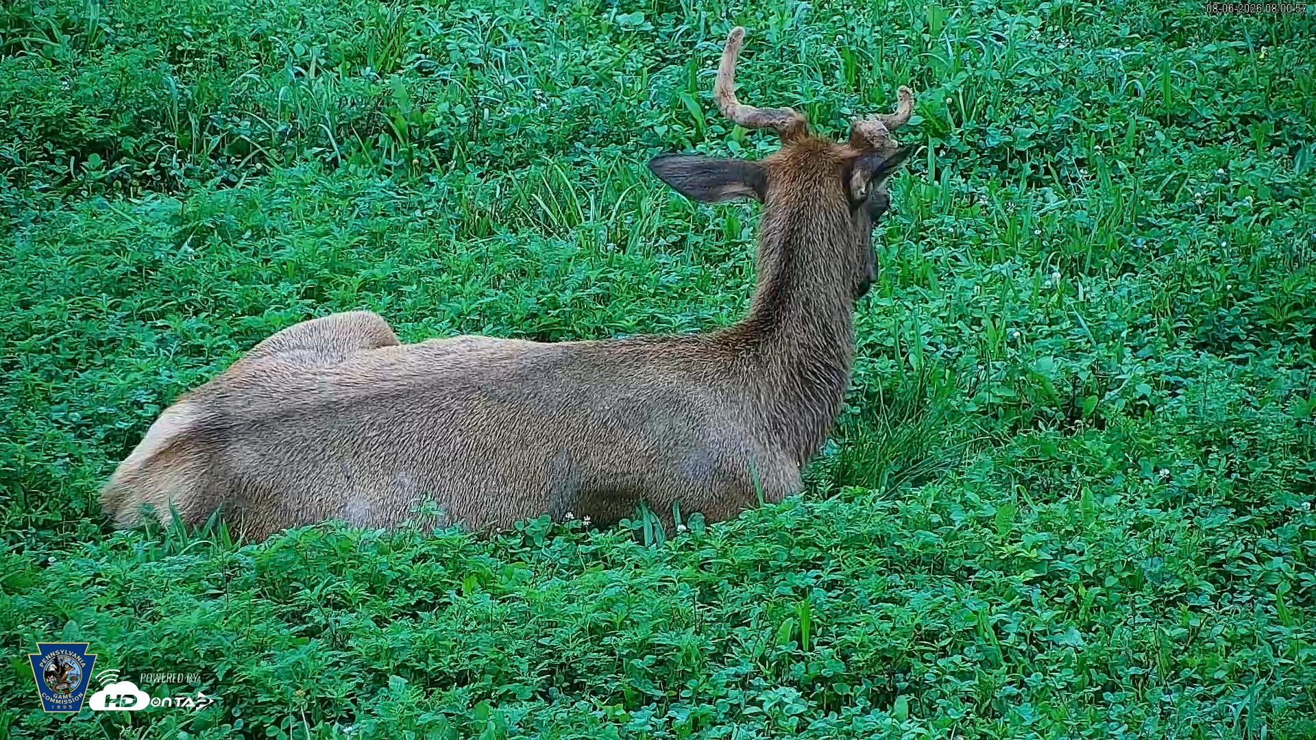Snapshot of Pennsylvania Elk Live Webcam taken Aug 6, 2026, 8:01am EDT
