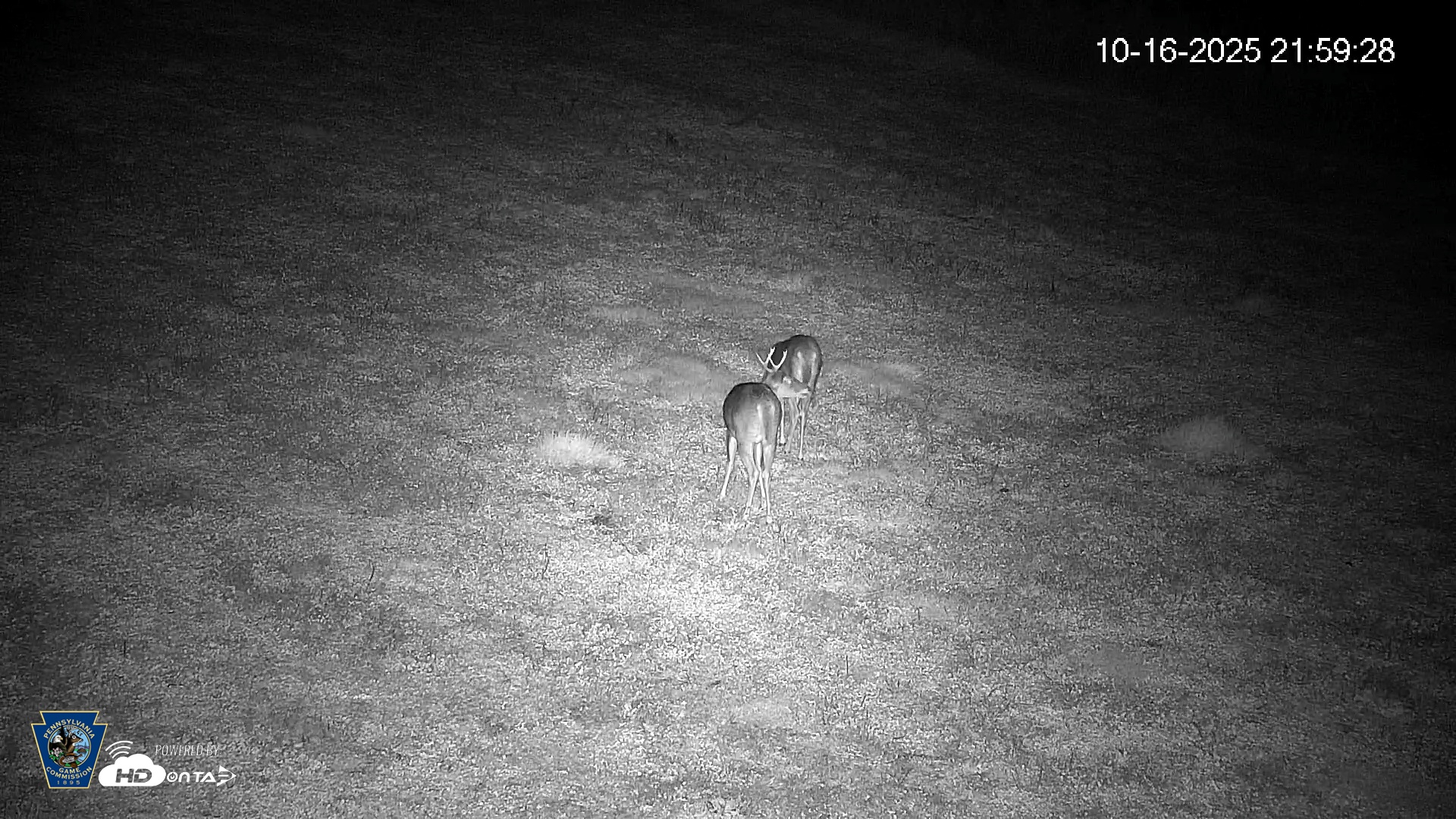 Snapshot of Pennsylvania Elk Live Webcam taken Oct 16, 2025, 10:00pm EDT