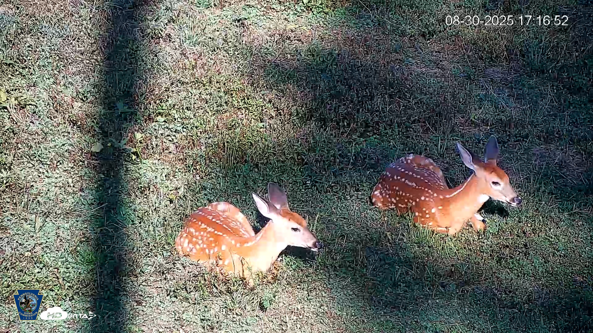 Snapshot of Pennsylvania Elk Live Webcam taken Aug 30, 2025, 5:18pm EDT