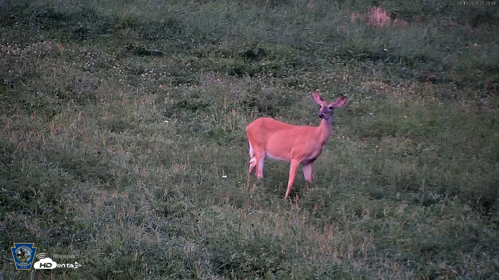Snapshot of Pennsylvania Elk Live Webcam taken Aug 15, 2026, 8:30pm EDT