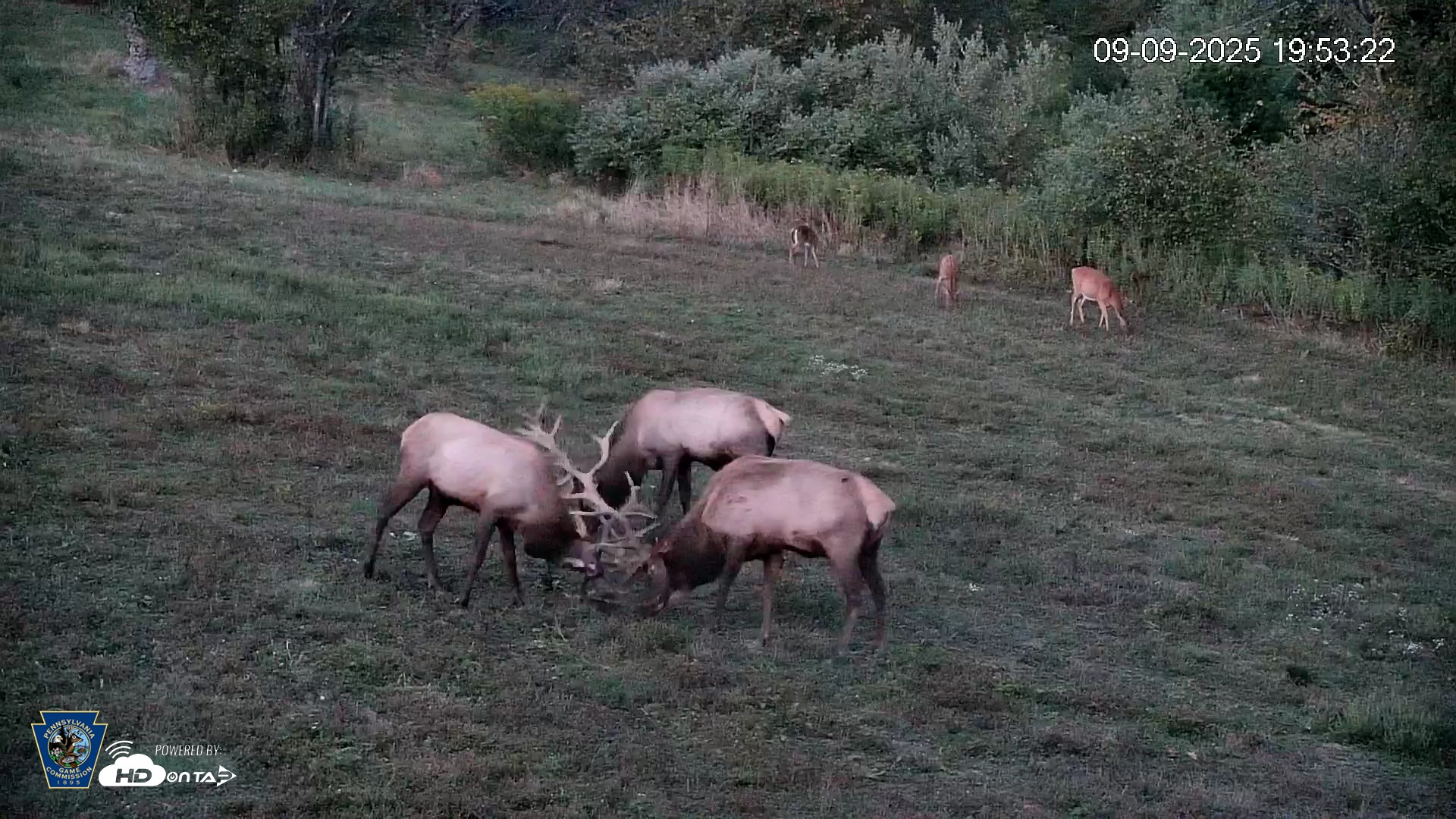 Snapshot of Pennsylvania Elk Live Webcam taken Sep 9, 2025, 7:54pm EDT