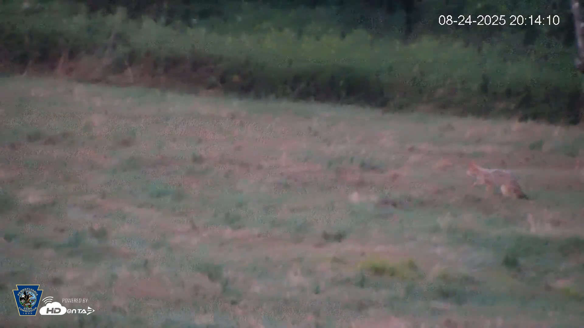 Snapshot of Pennsylvania Elk Live Webcam taken Aug 24, 2025, 8:14pm EDT