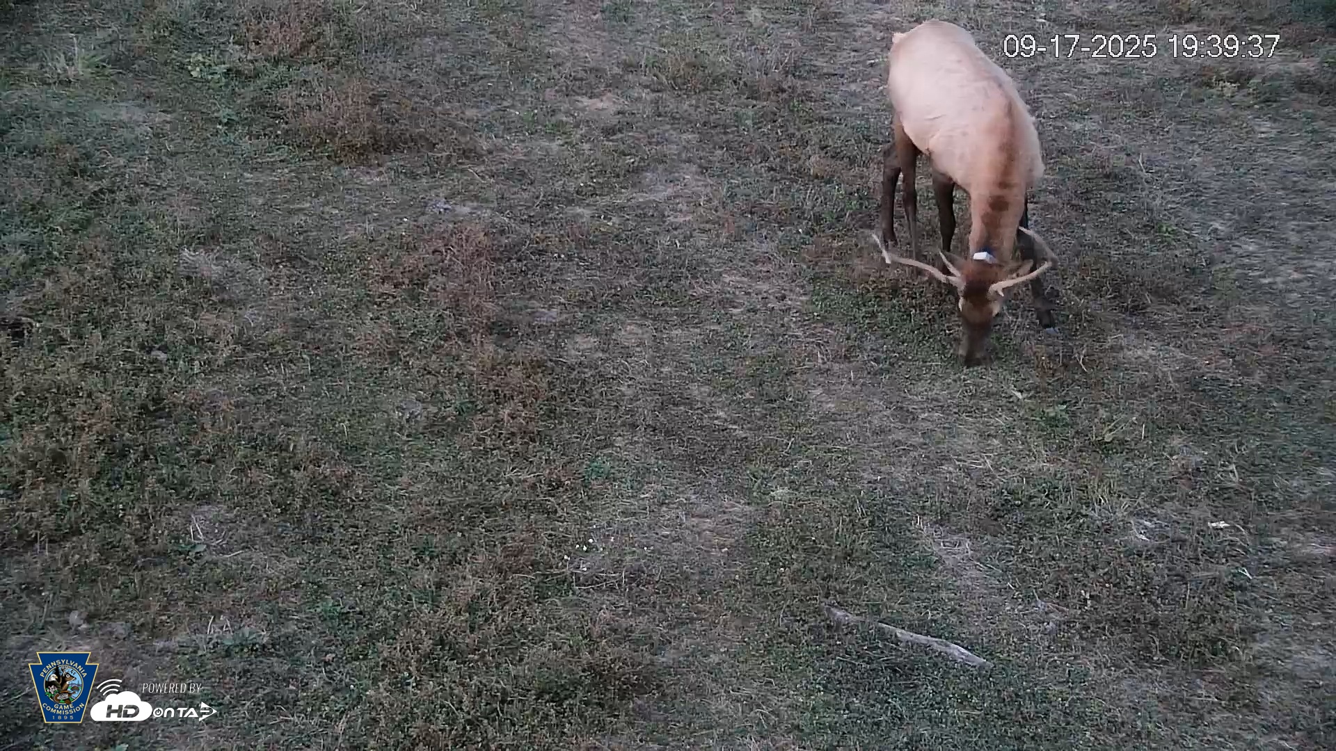 Snapshot of Pennsylvania Elk Live Webcam taken Sep 17, 2025, 7:40pm EDT
