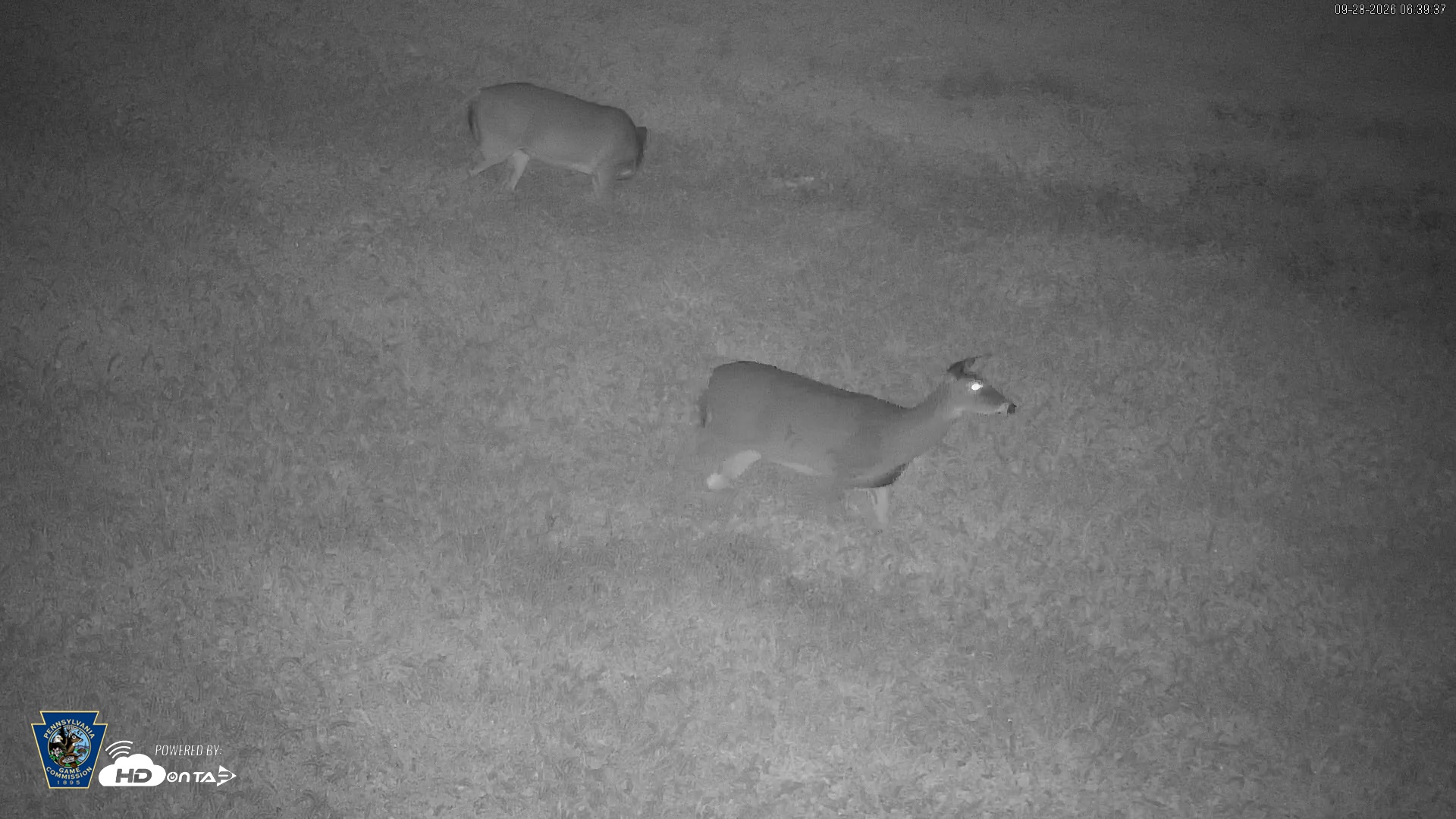 Snapshot of Pennsylvania Elk Live Webcam taken Sep 28, 2026, 6:40am EDT