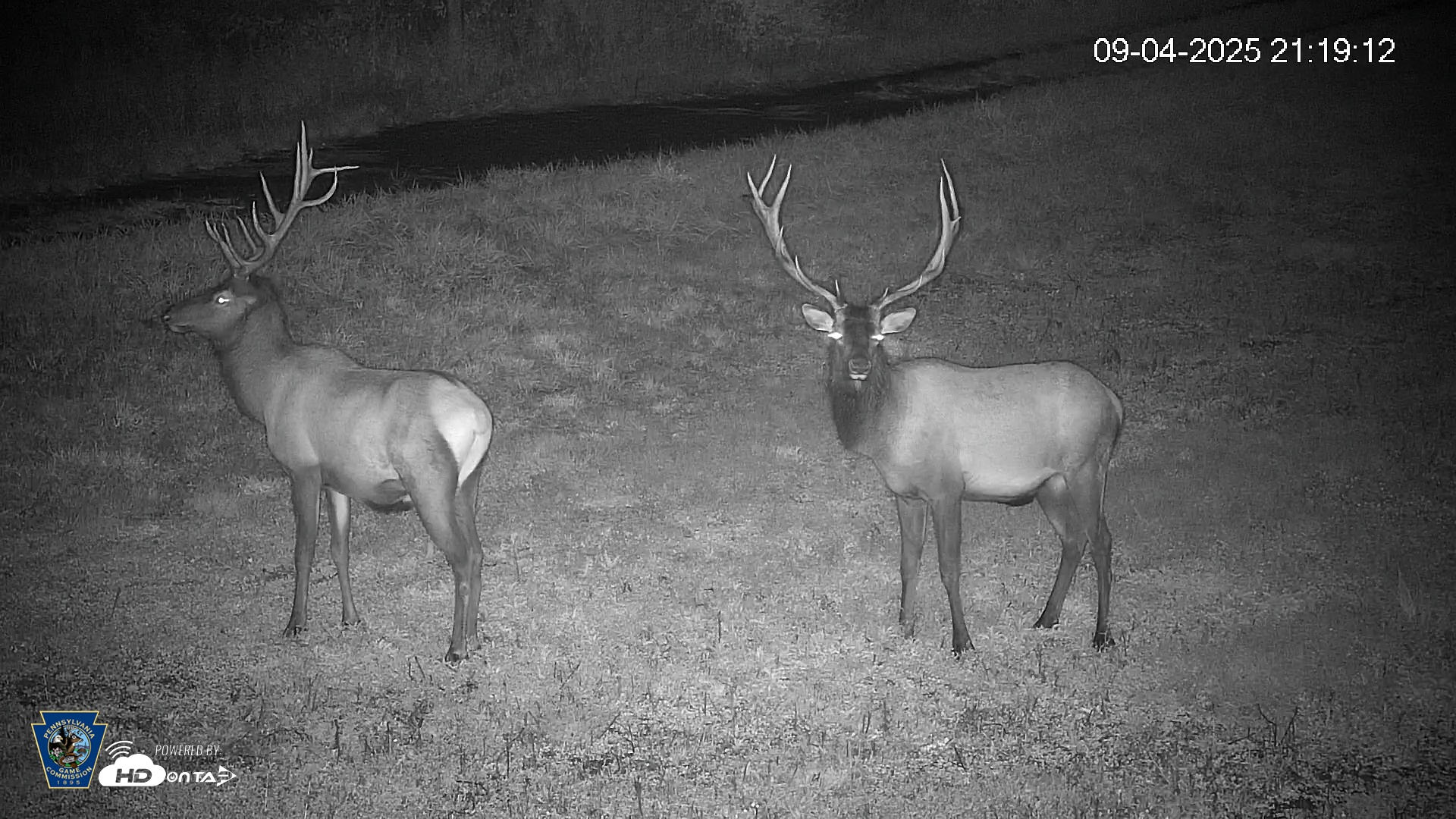 Snapshot of Pennsylvania Elk Live Webcam taken Sep 4, 2025, 9:20pm EDT