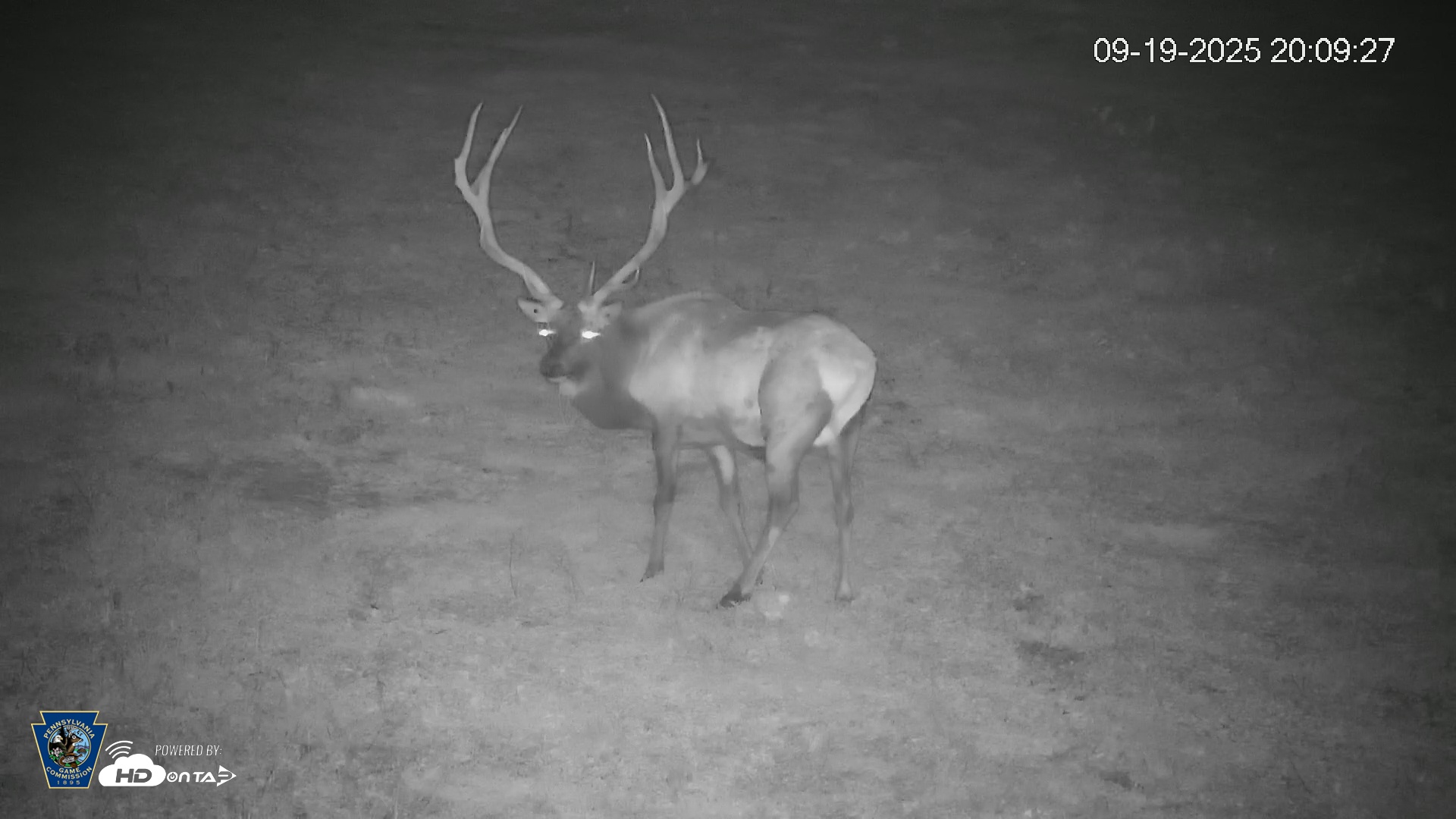 Snapshot of Pennsylvania Elk Live Webcam taken Sep 19, 2025, 8:10pm EDT