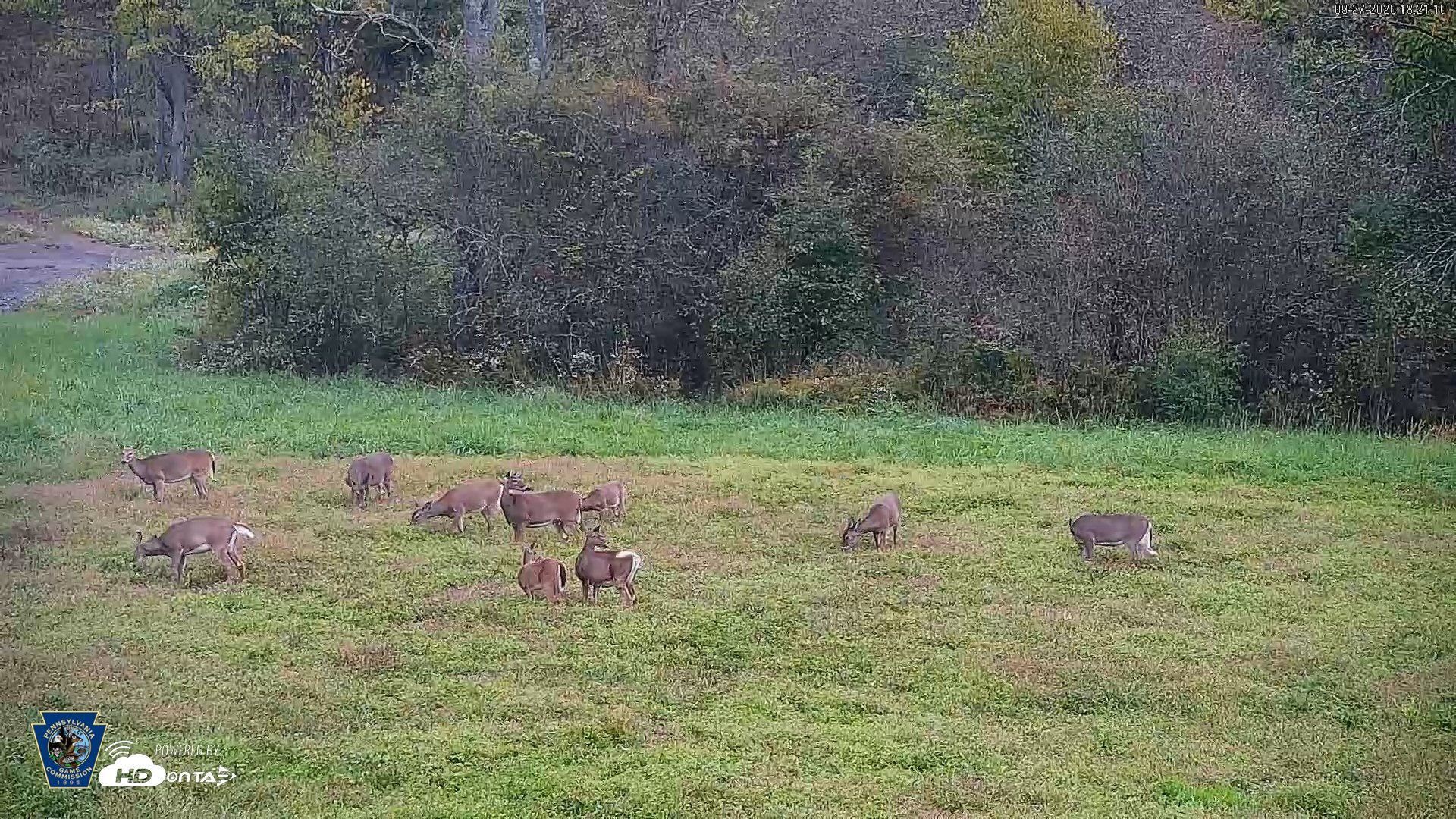 Snapshot of Pennsylvania Elk Live Webcam taken Sep 27, 2026, 6:22pm EDT