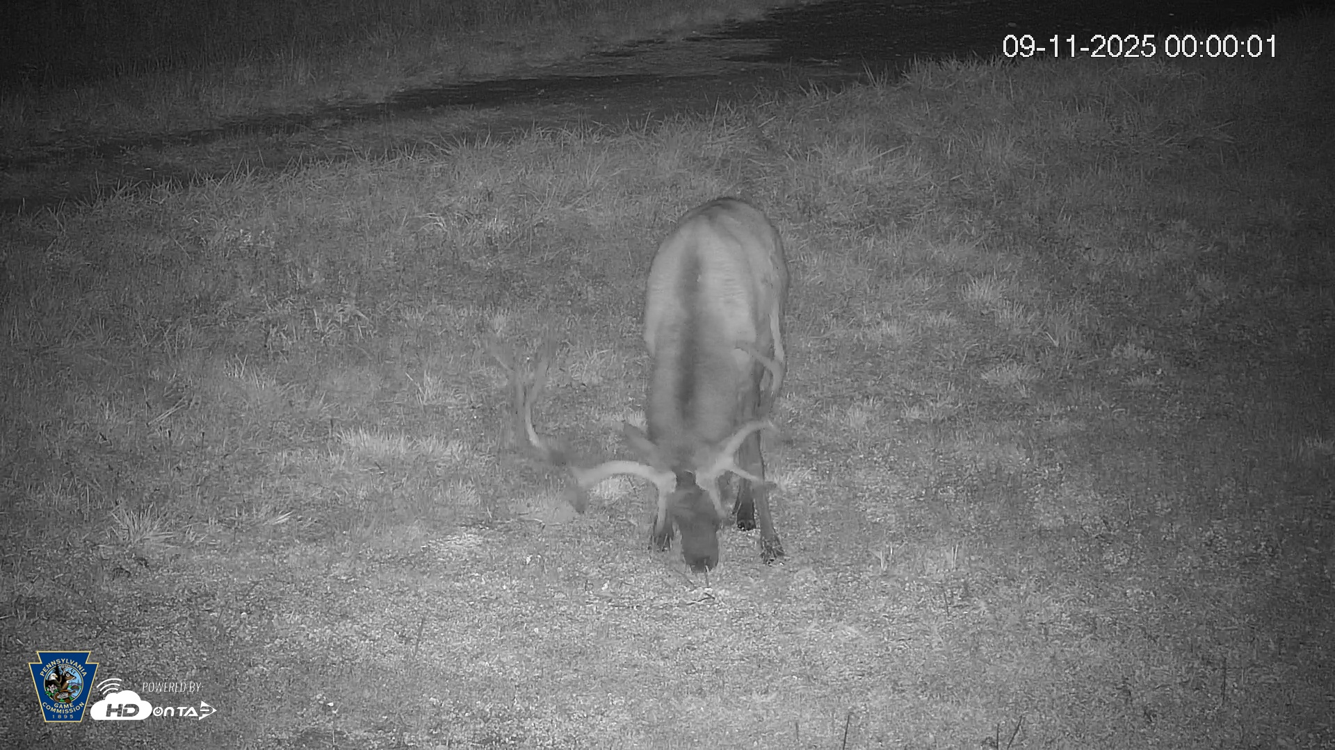 Snapshot of Pennsylvania Elk Live Webcam taken Sep 11, 2025, 12:00am EDT