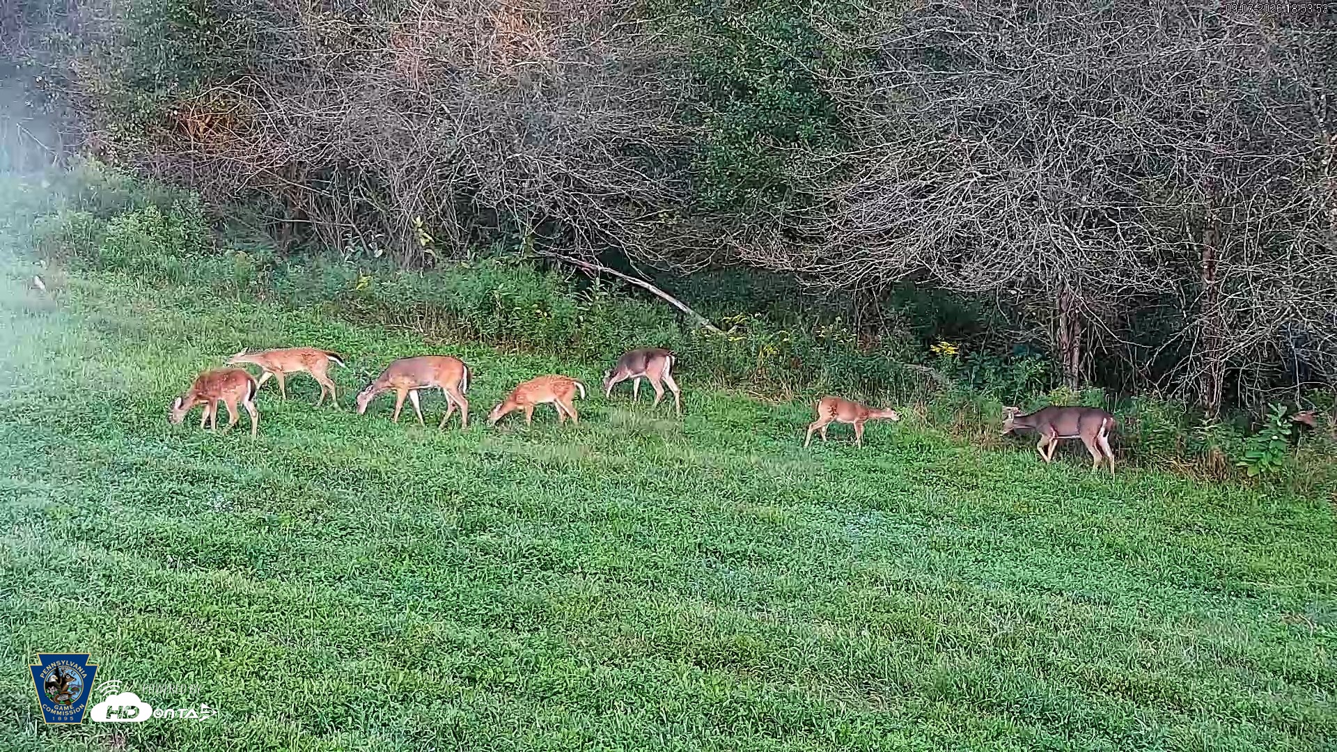 Snapshot of Pennsylvania Elk Live Webcam taken Sep 7, 2026, 6:55pm EDT