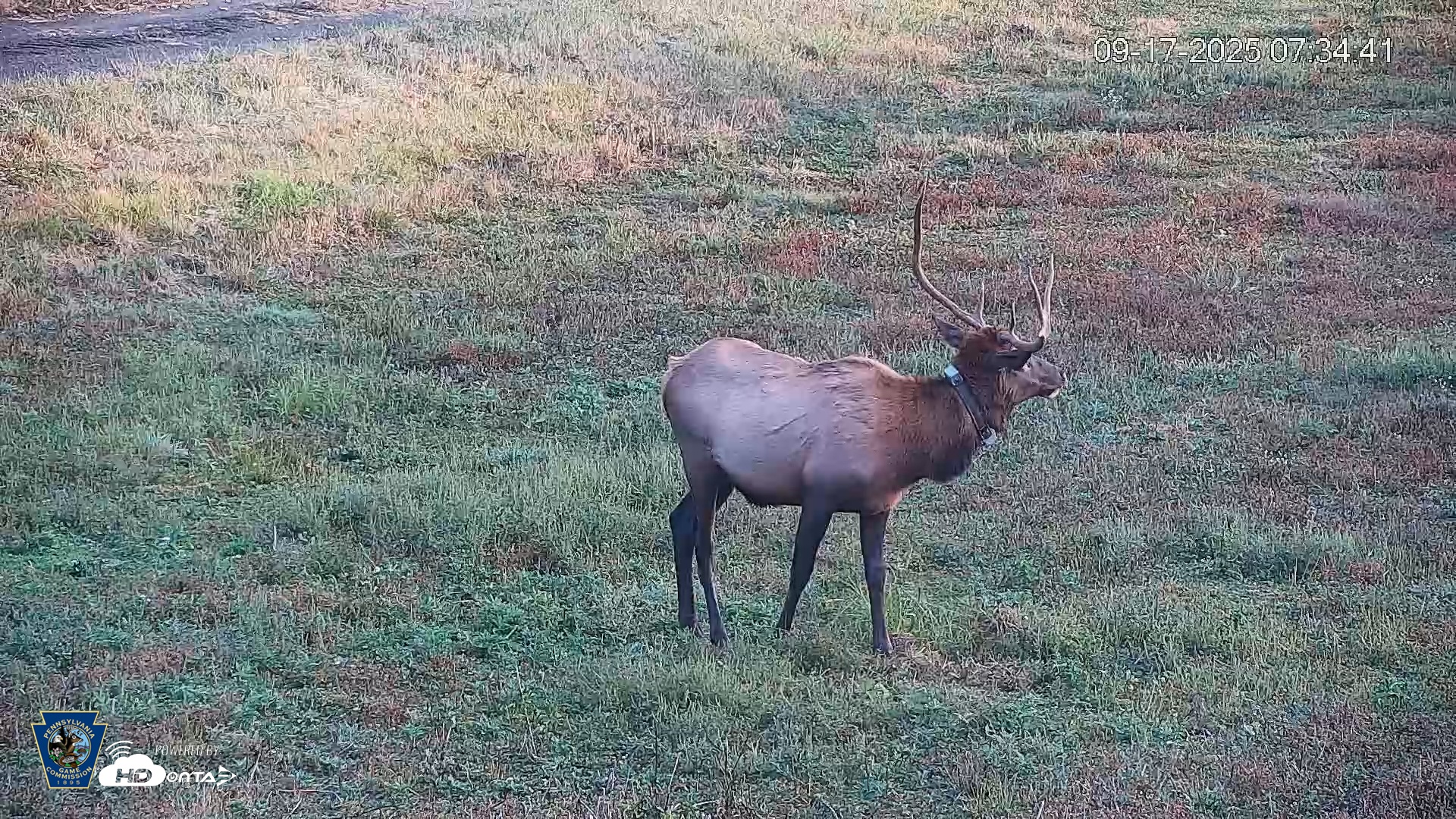 Snapshot of Pennsylvania Elk Live Webcam taken Sep 17, 2025, 7:35am EDT