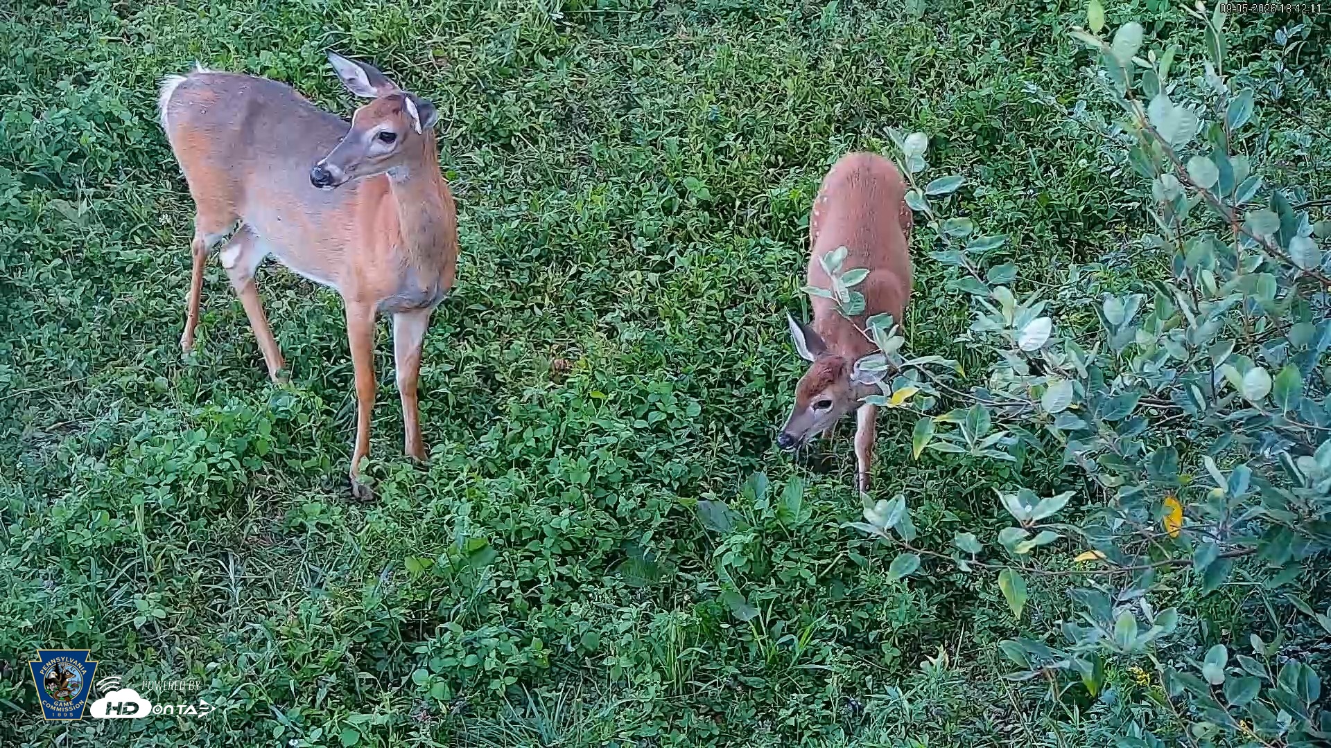 Snapshot of Pennsylvania Elk Live Webcam taken Sep 5, 2026, 6:42pm EDT