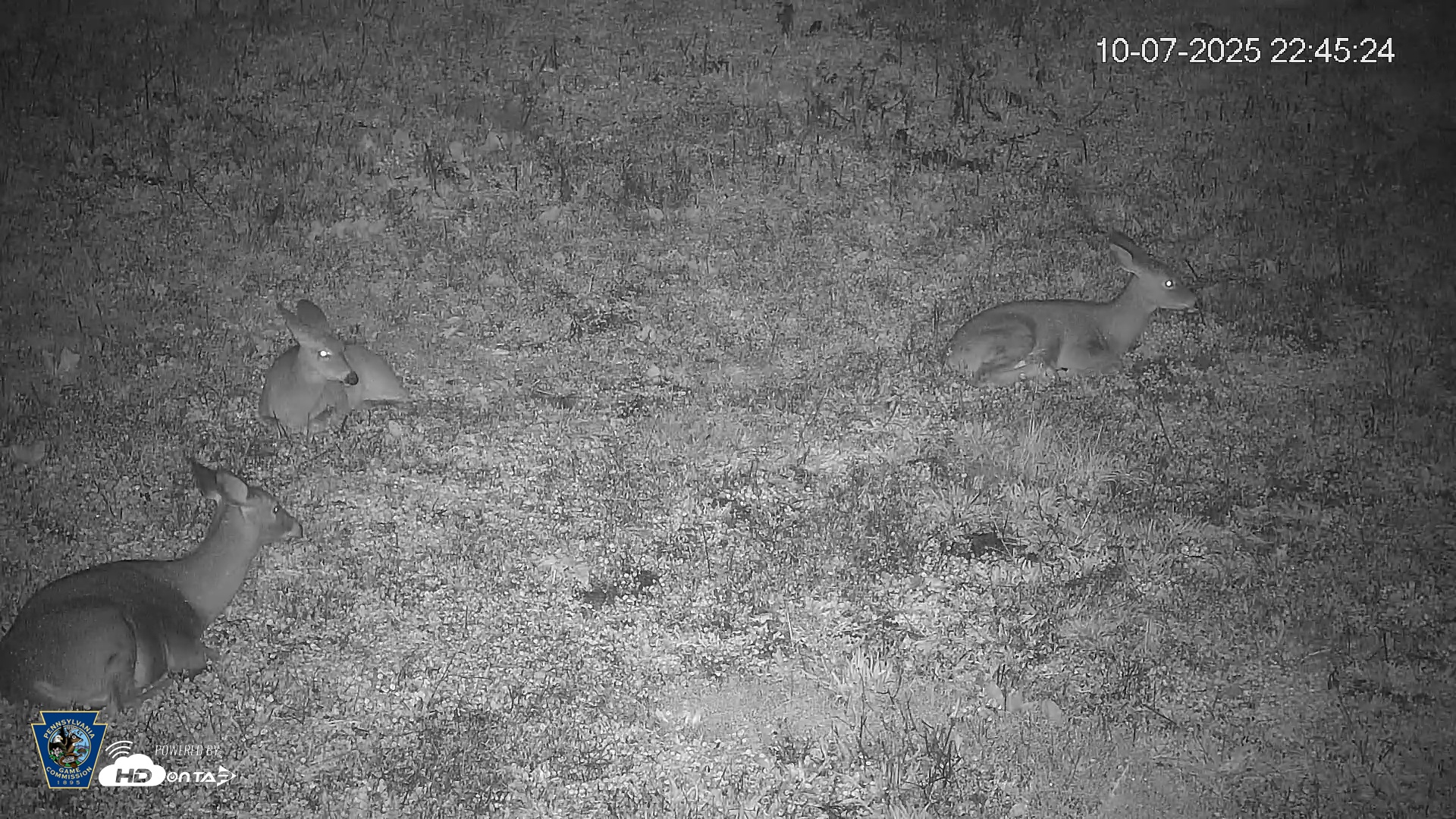 Snapshot of Pennsylvania Elk Live Webcam taken Oct 7, 2025, 10:46pm EDT