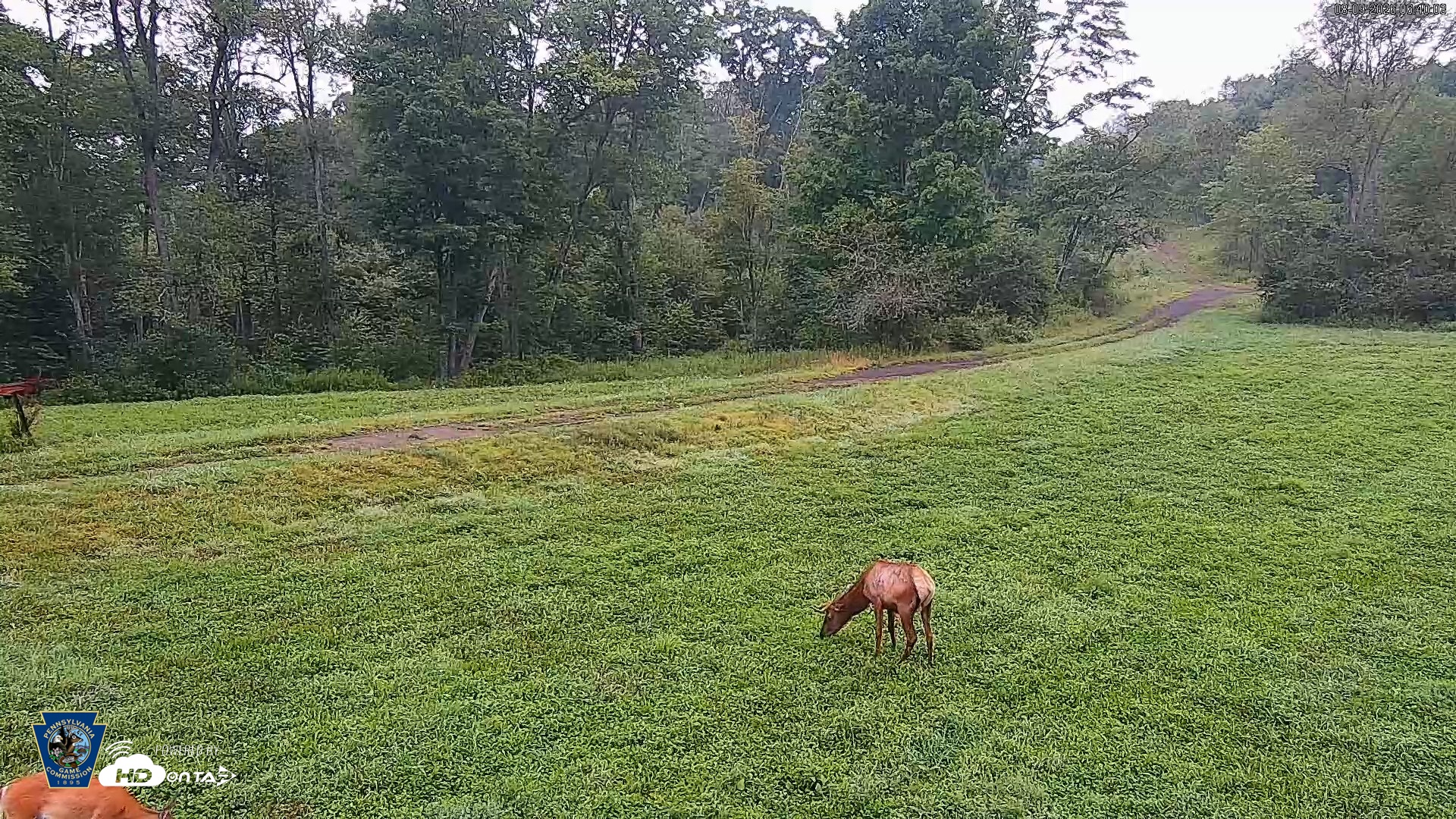 Snapshot of Pennsylvania Elk Live Webcam taken Aug 9, 2026, 6:41am EDT