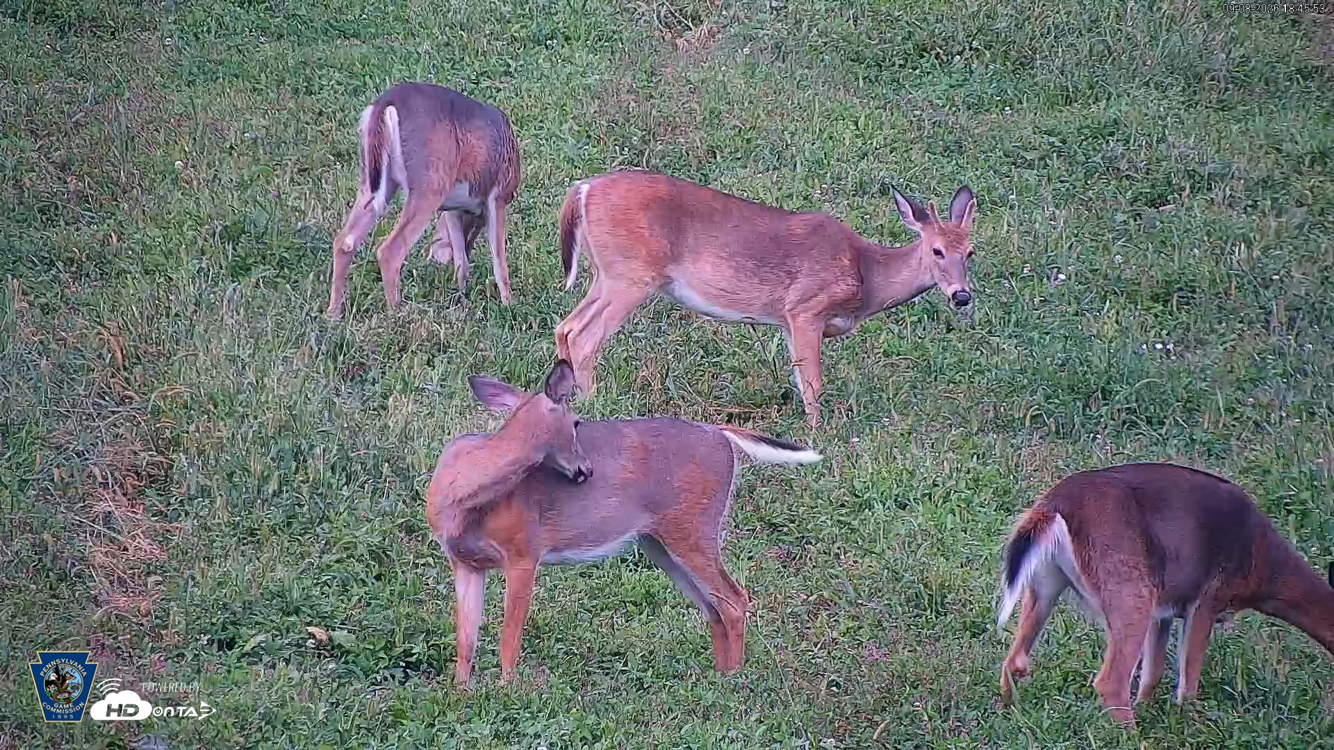 Snapshot of Pennsylvania Elk Live Webcam taken Sep 8, 2026, 6:47pm EDT