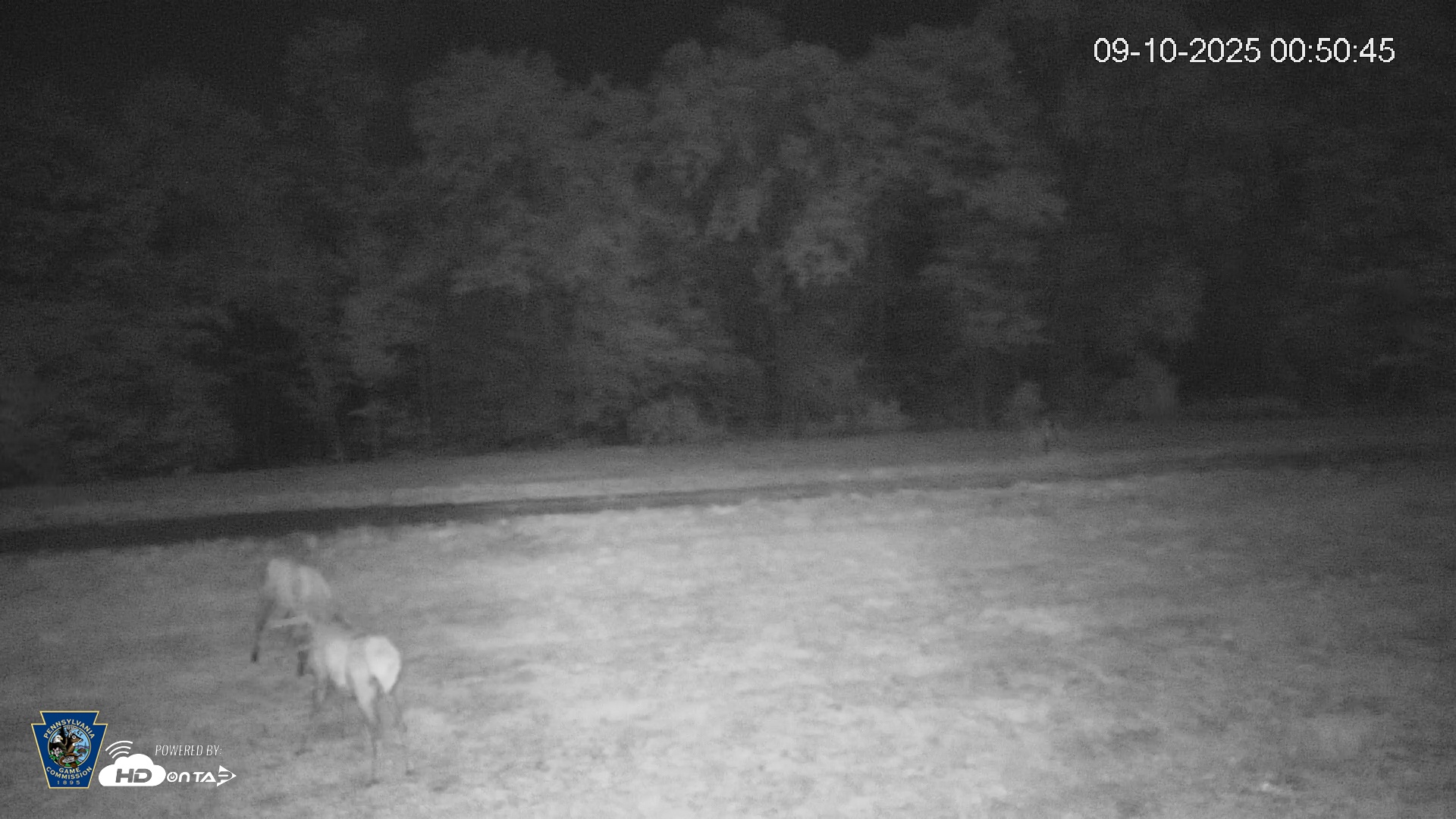 Snapshot of Pennsylvania Elk Live Webcam taken Sep 10, 2025, 12:51am EDT