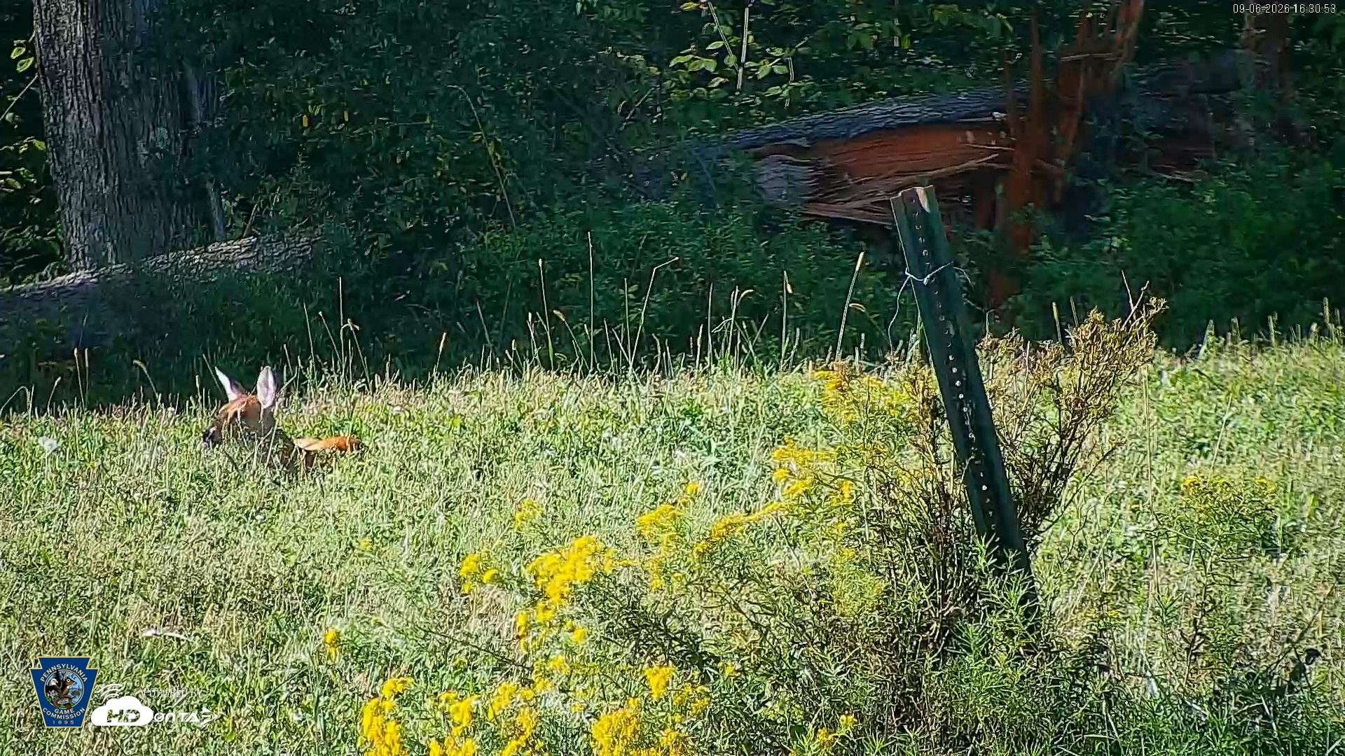 Snapshot of Pennsylvania Elk Live Webcam taken Sep 6, 2026, 4:31pm EDT