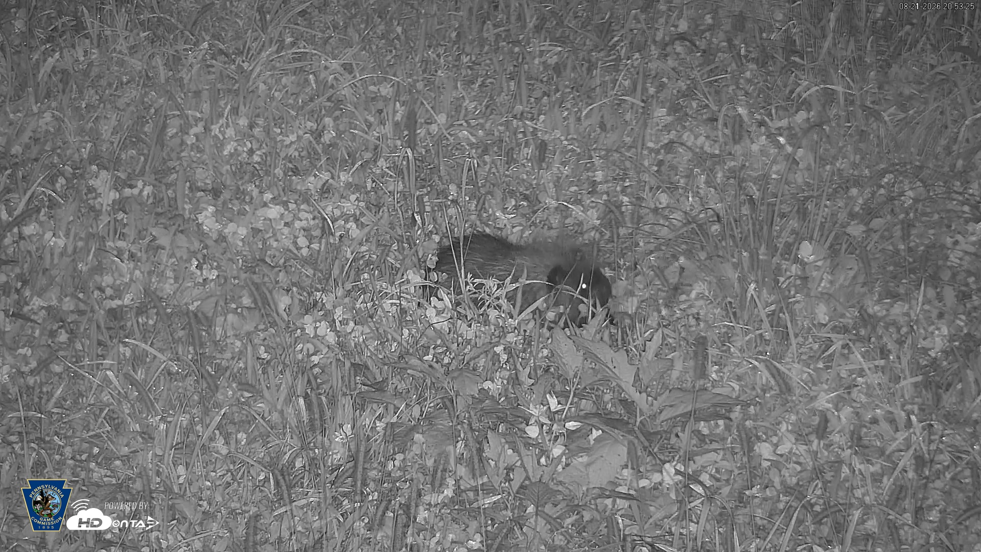 Snapshot of Pennsylvania Elk Live Webcam taken Aug 21, 2026, 8:54pm EDT