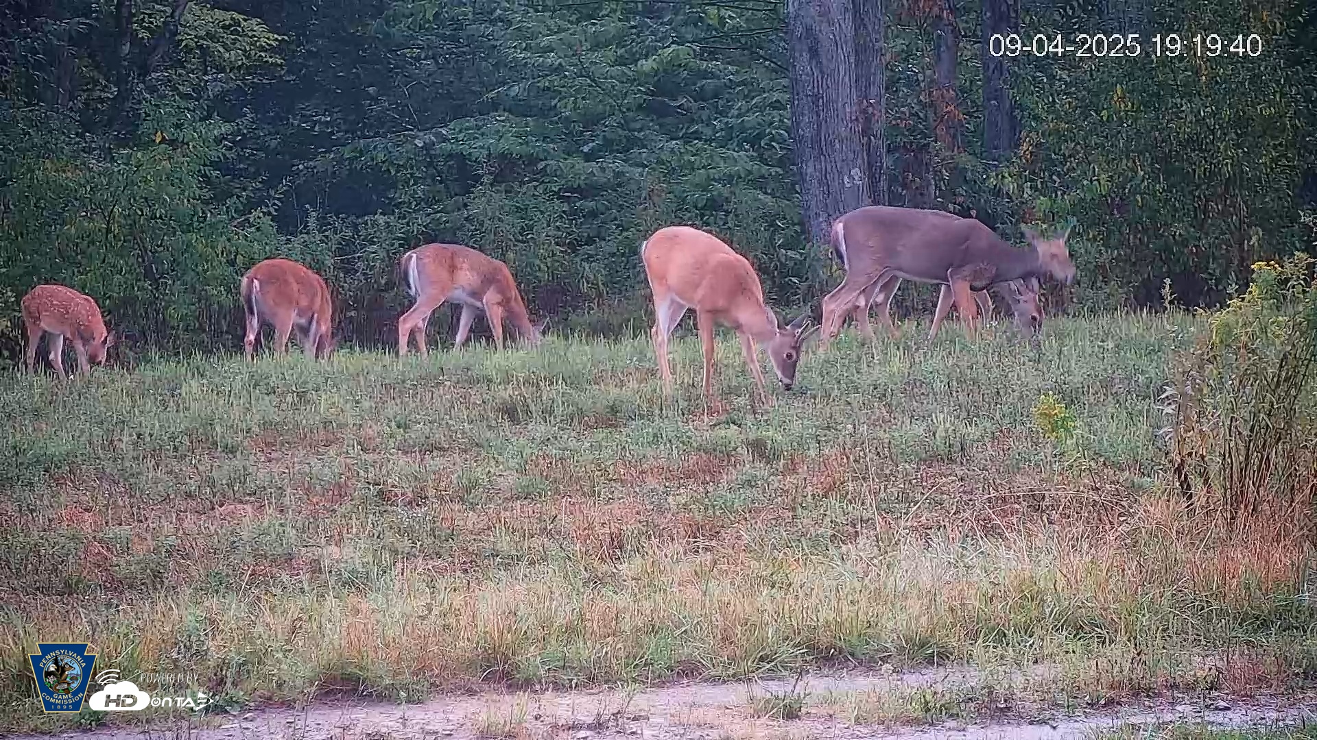 Snapshot of Pennsylvania Elk Live Webcam taken Sep 4, 2025, 7:20pm EDT