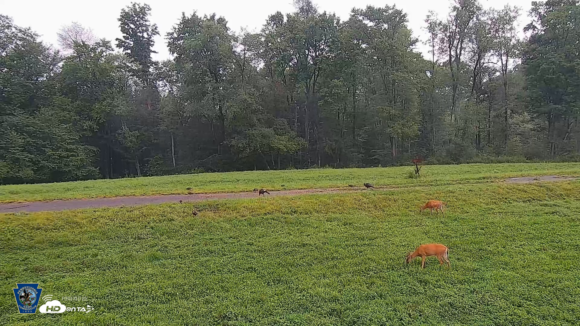 Snapshot of Pennsylvania Elk Live Webcam taken Aug 11, 2026, 7:50am EDT