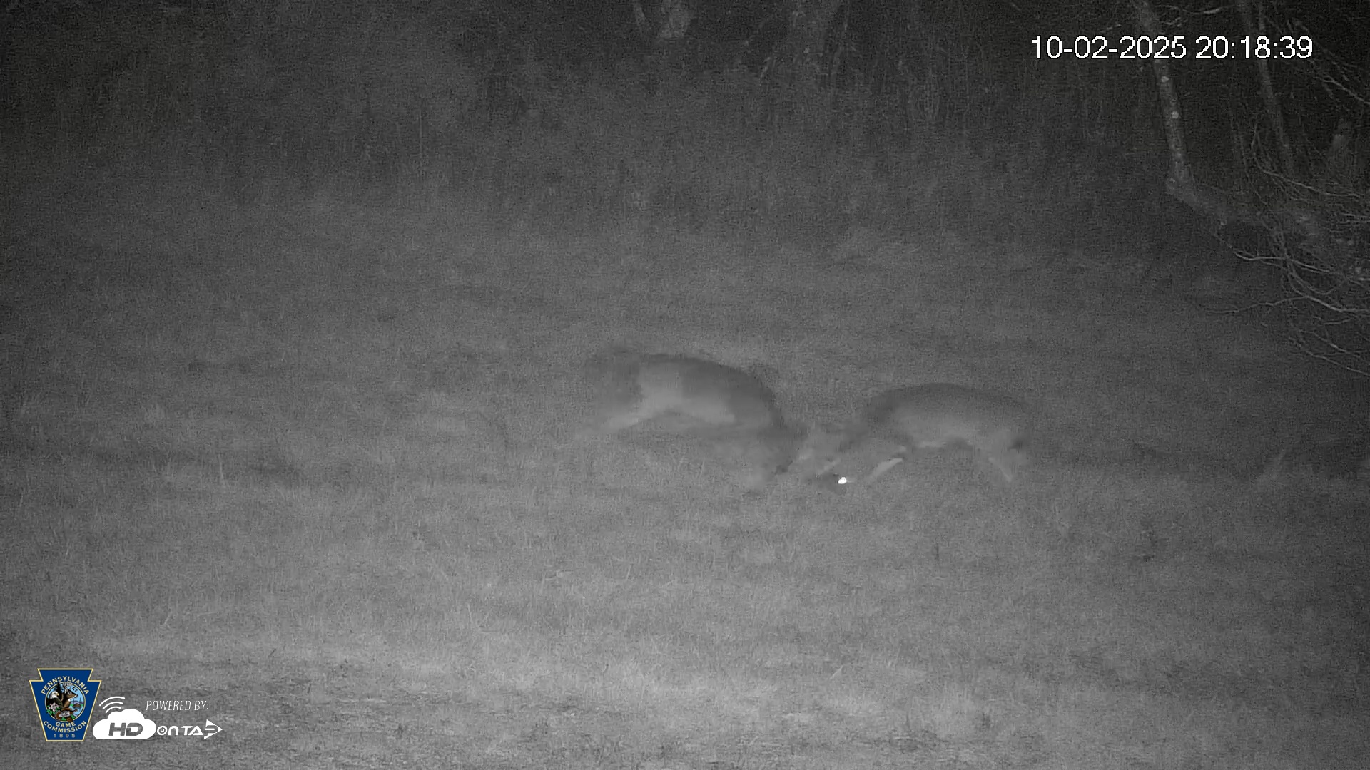 Snapshot of Pennsylvania Elk Live Webcam taken Oct 2, 2025, 8:19pm EDT