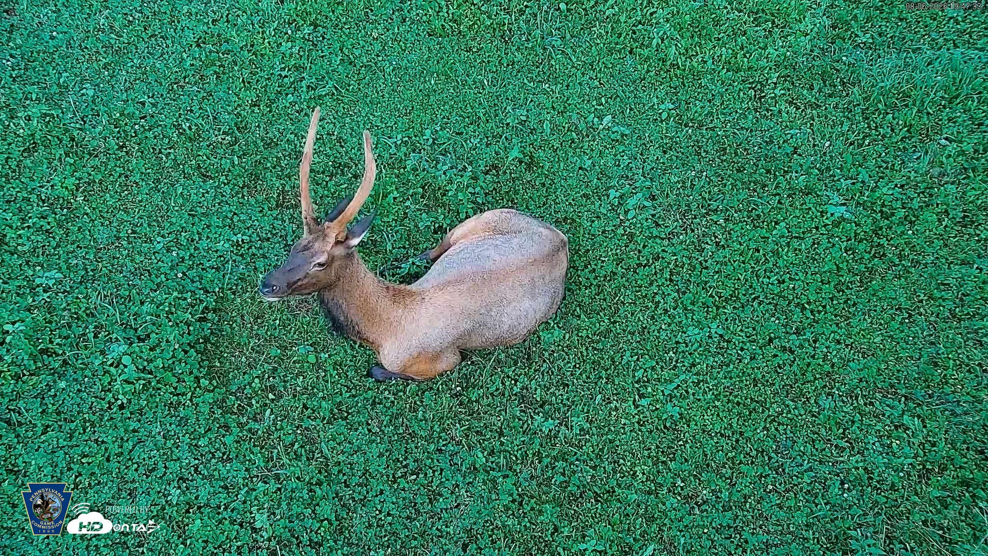Snapshot of Pennsylvania Elk Live Webcam taken Aug 6, 2026, 7:48pm EDT