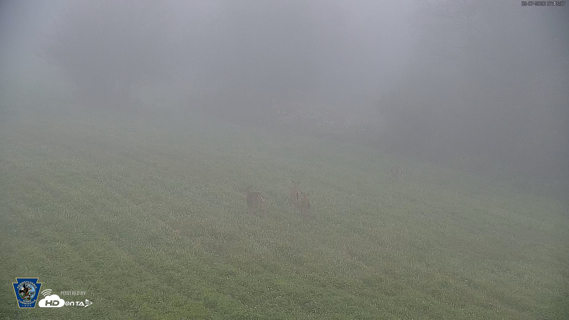 Snapshot of Pennsylvania Elk Live Webcam taken Sep 7, 2026, 7:14am EDT