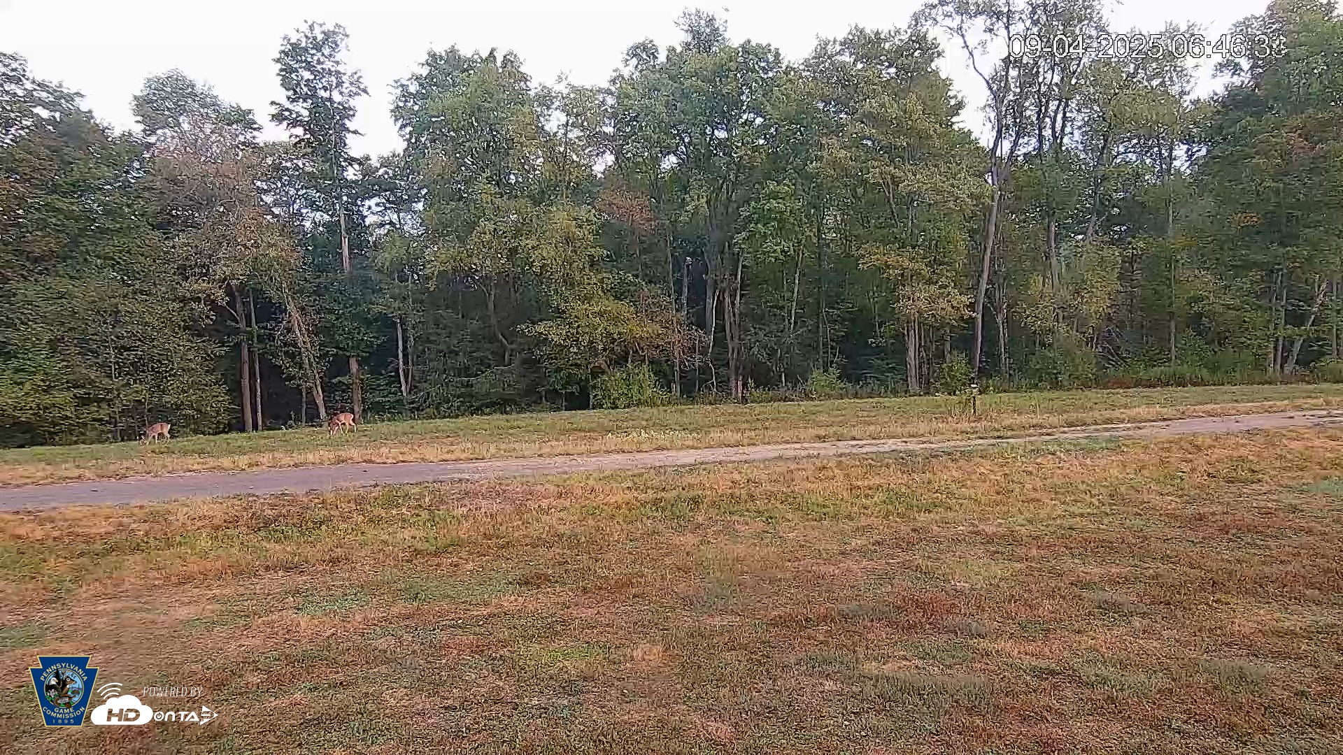 Snapshot of Pennsylvania Elk Live Webcam taken Sep 4, 2025, 6:47am EDT