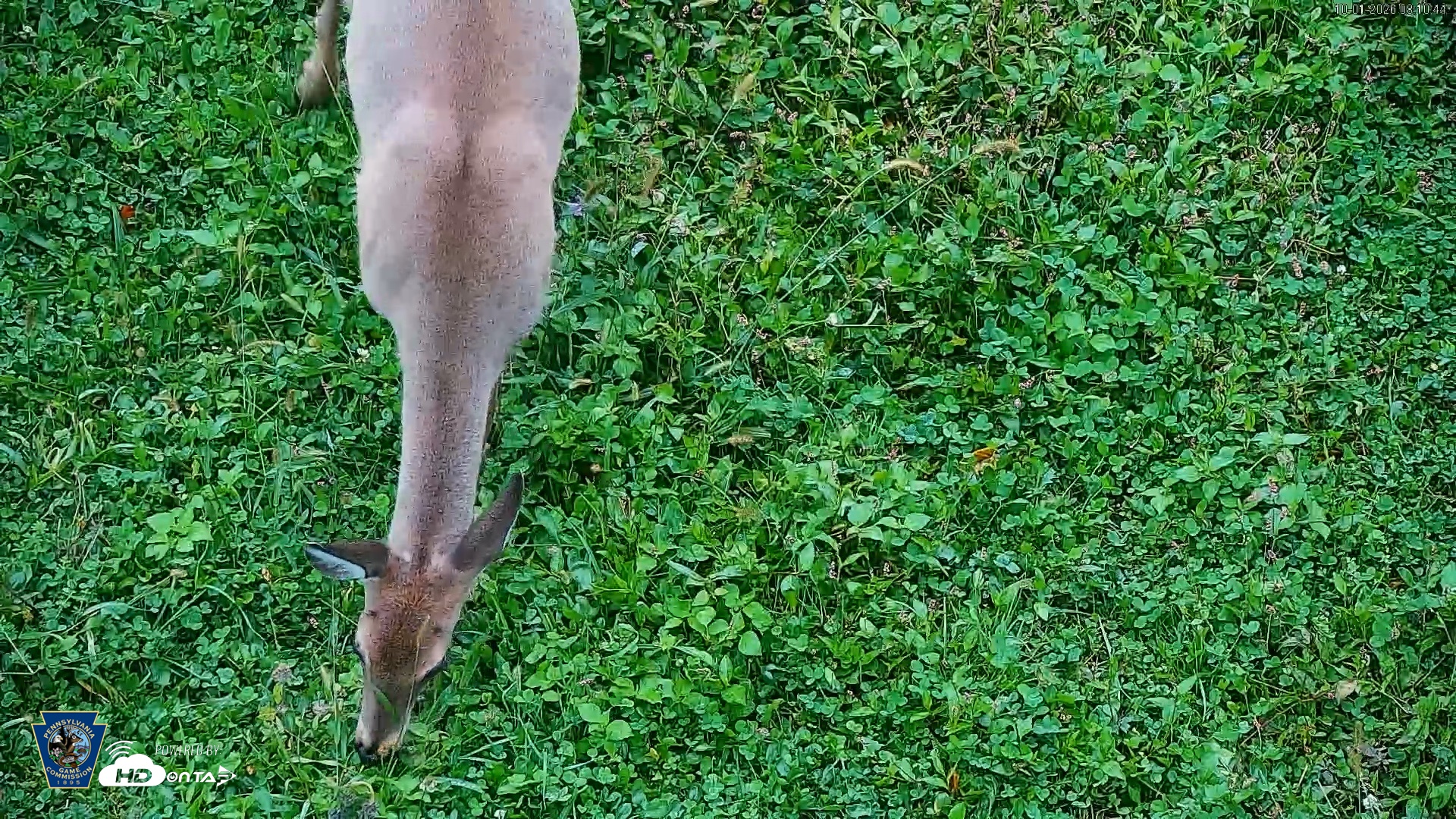 Snapshot of Pennsylvania Elk Live Webcam taken Oct 1, 2026, 8:11am EDT