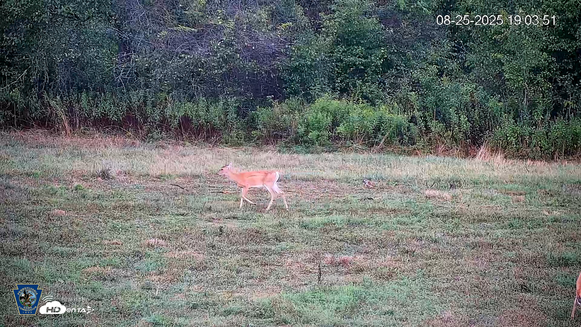 Snapshot of Pennsylvania Elk Live Webcam taken Aug 25, 2025, 7:04pm EDT