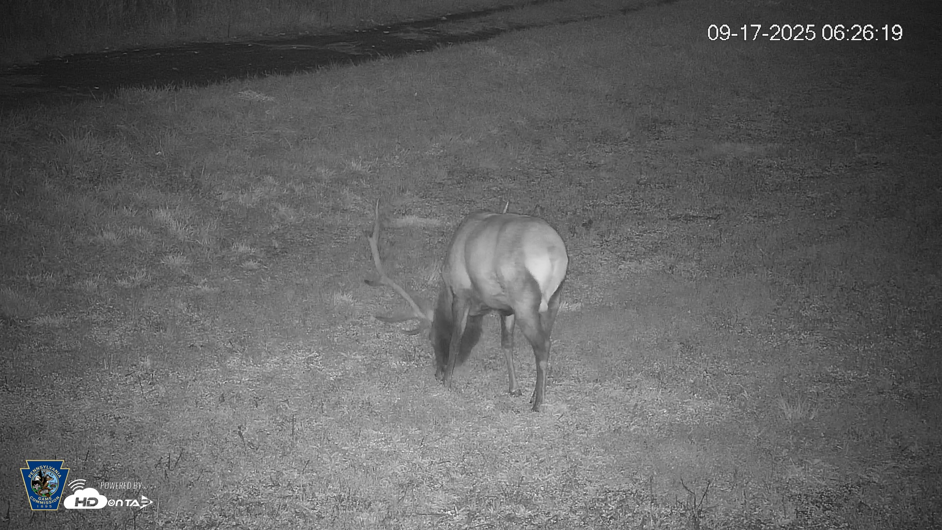 Snapshot of Pennsylvania Elk Live Webcam taken Sep 17, 2025, 6:27am EDT