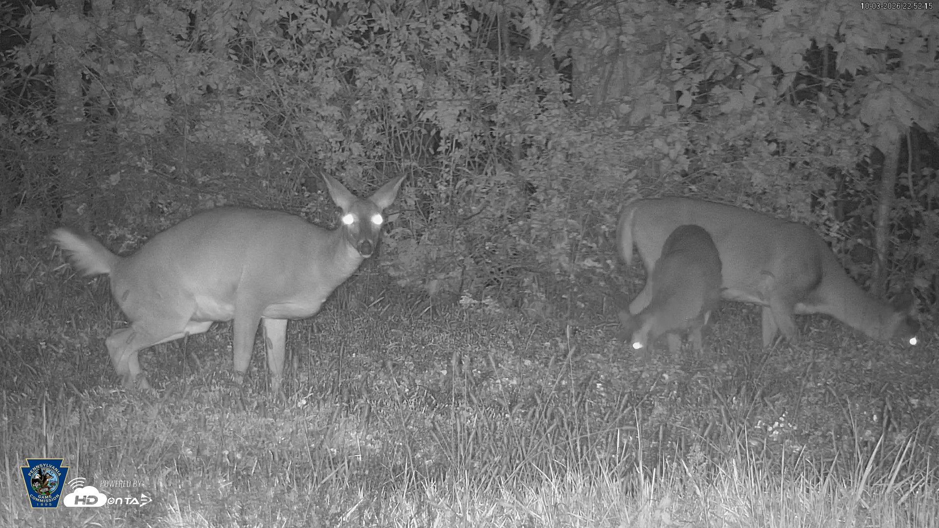 Snapshot of Pennsylvania Elk Live Webcam taken Oct 3, 2026, 10:53pm EDT