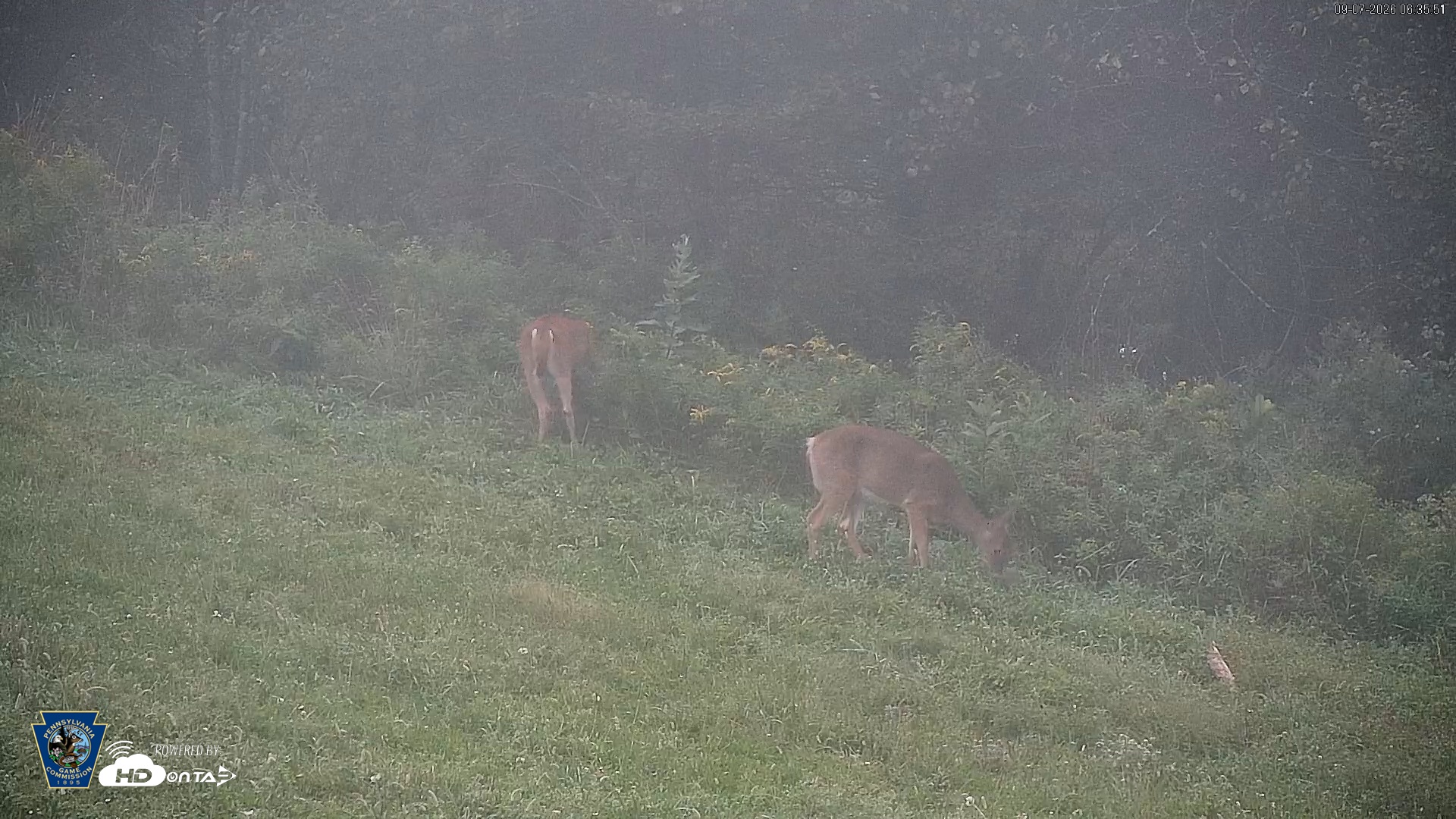 Snapshot of Pennsylvania Elk Live Webcam taken Sep 7, 2026, 6:36am EDT