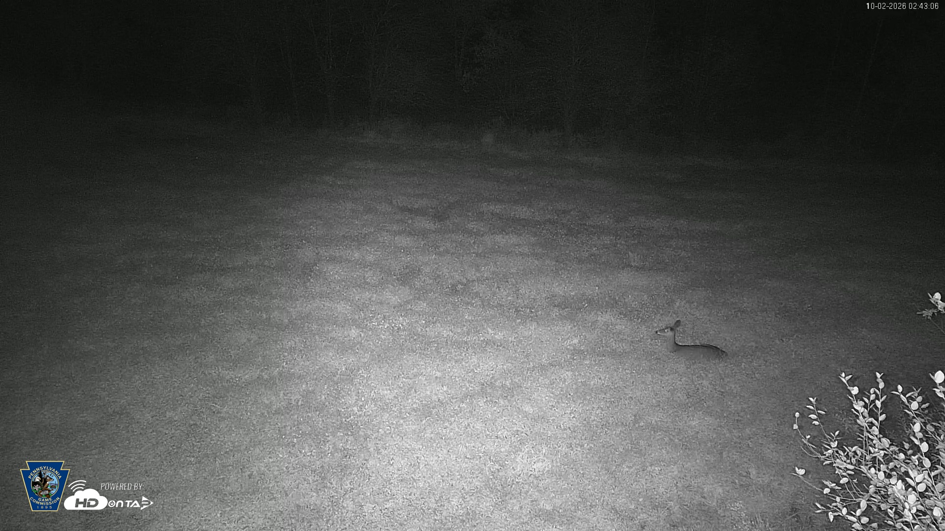Snapshot of Pennsylvania Elk Live Webcam taken Oct 2, 2026, 2:44am EDT