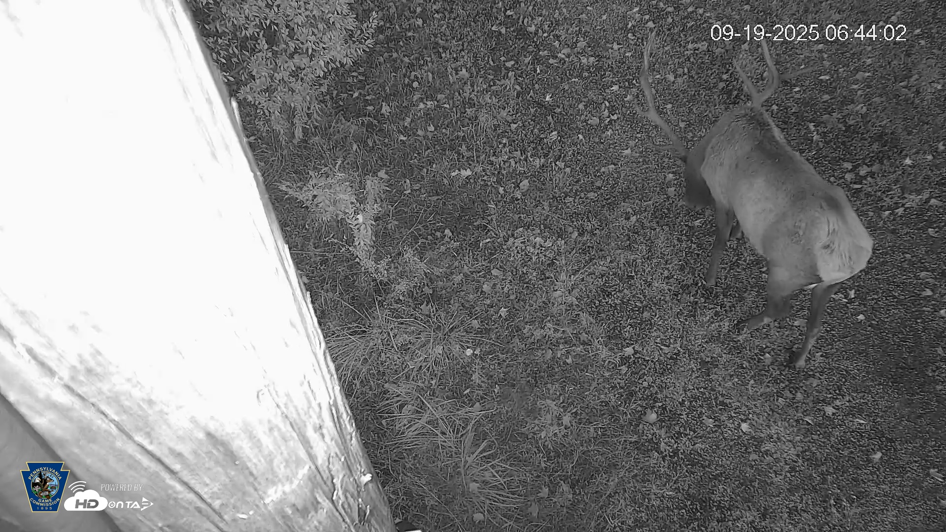 Snapshot of Pennsylvania Elk Live Webcam taken Sep 19, 2025, 6:44am EDT