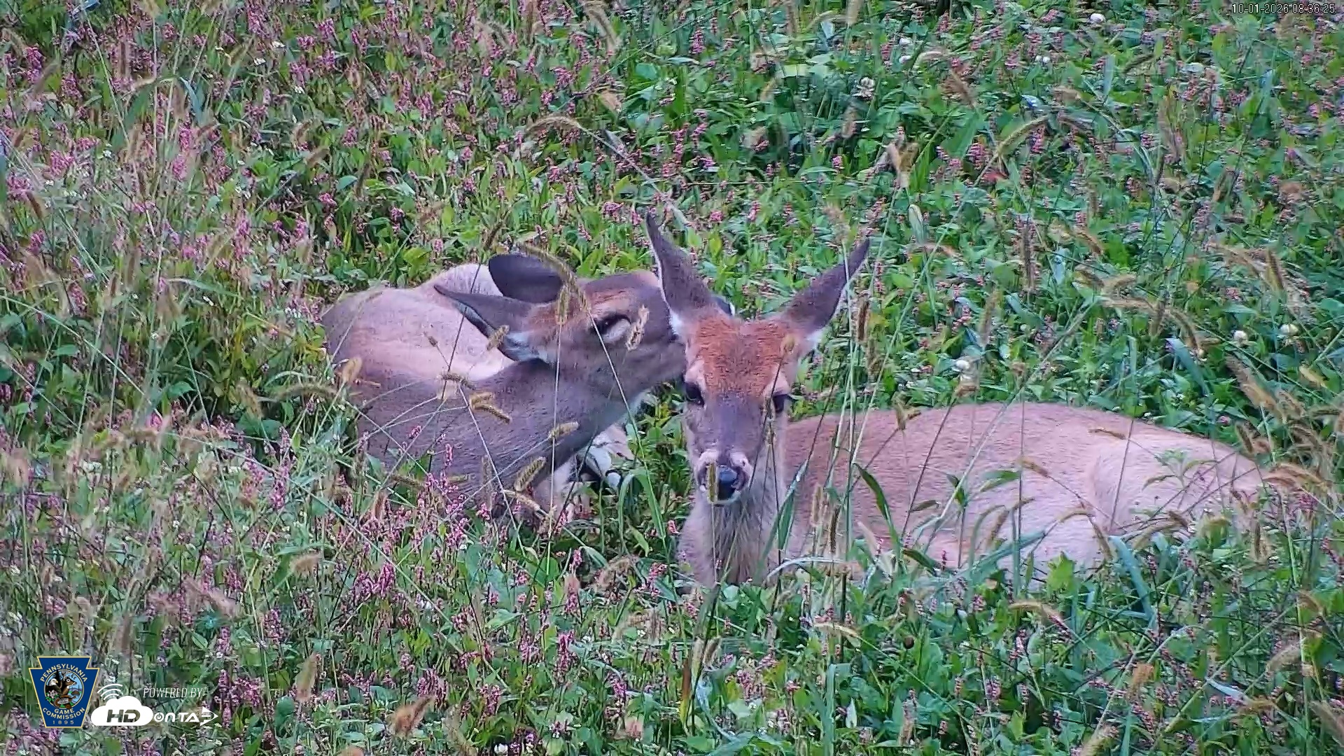 Snapshot of Pennsylvania Elk Live Webcam taken Oct 1, 2026, 8:37am EDT