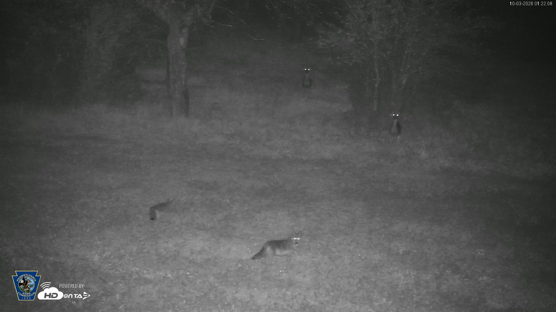 Snapshot of Pennsylvania Elk Live Webcam taken Oct 3, 2026, 1:22am EDT
