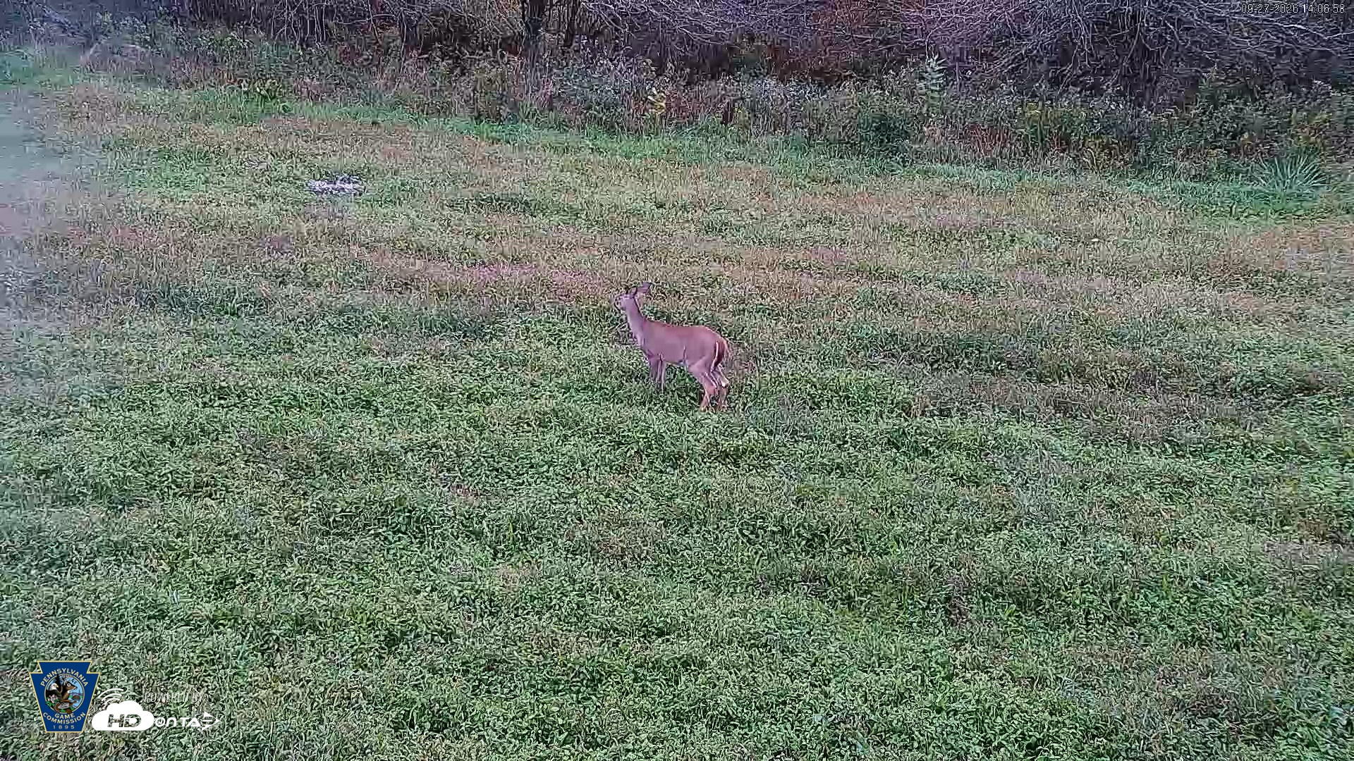 Snapshot of Pennsylvania Elk Live Webcam taken Sep 27, 2026, 2:07pm EDT